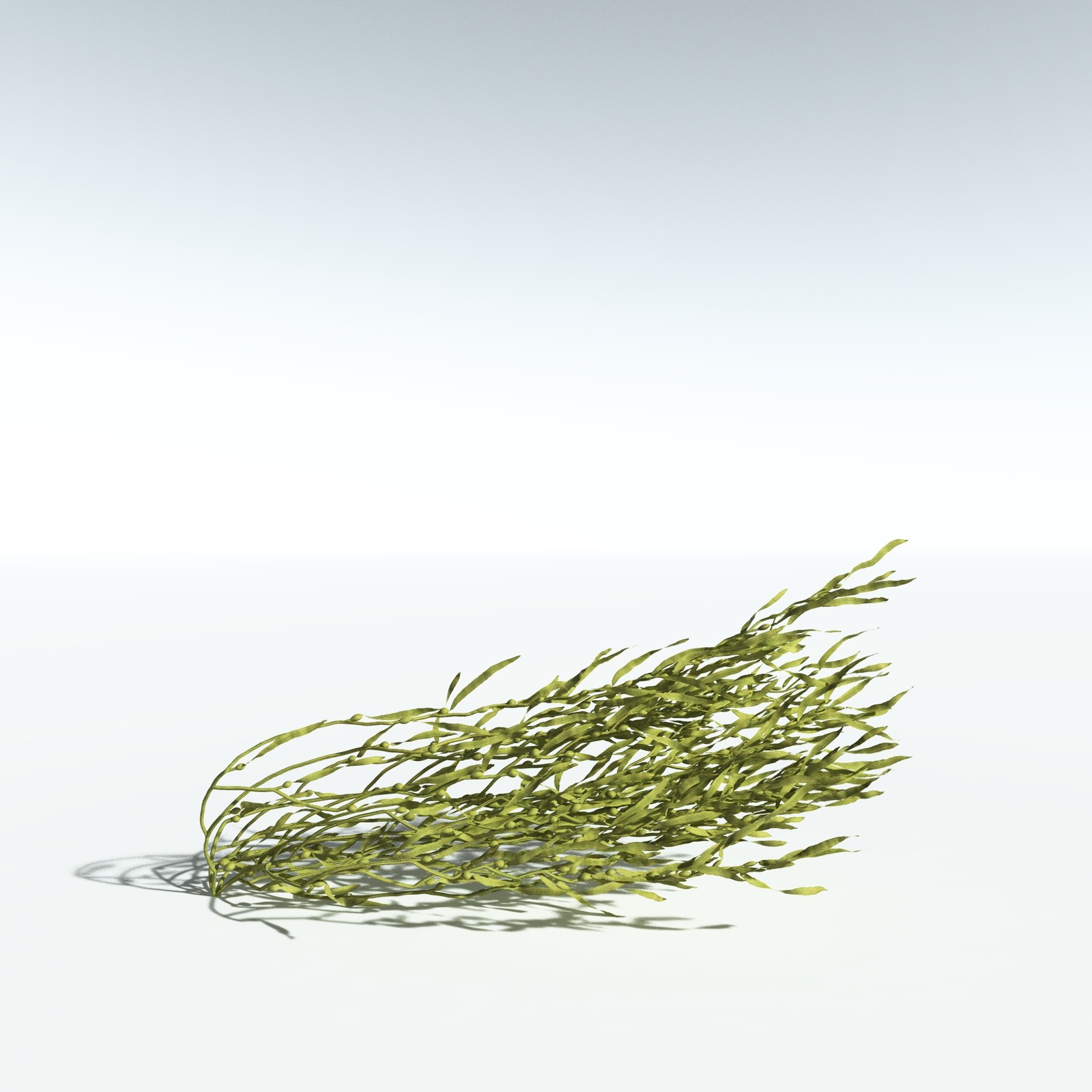 EVERYPlant Giant Kelp for Vue by N/A