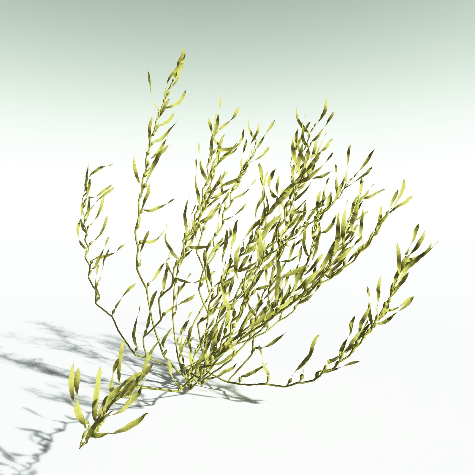 EVERYPlant Giant Kelp for Poser by N/A