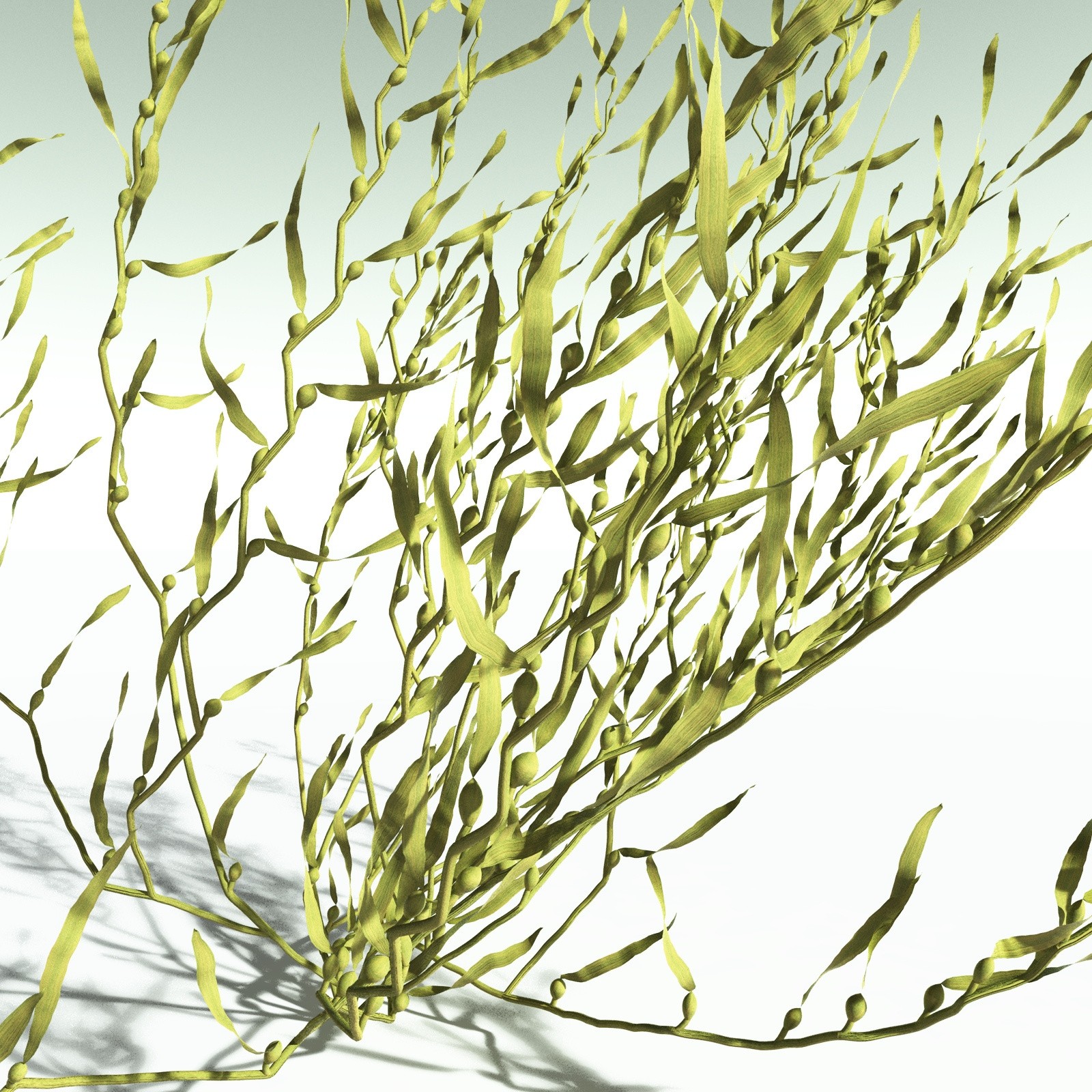 EVERYPlant Giant Kelp for Poser by N/A