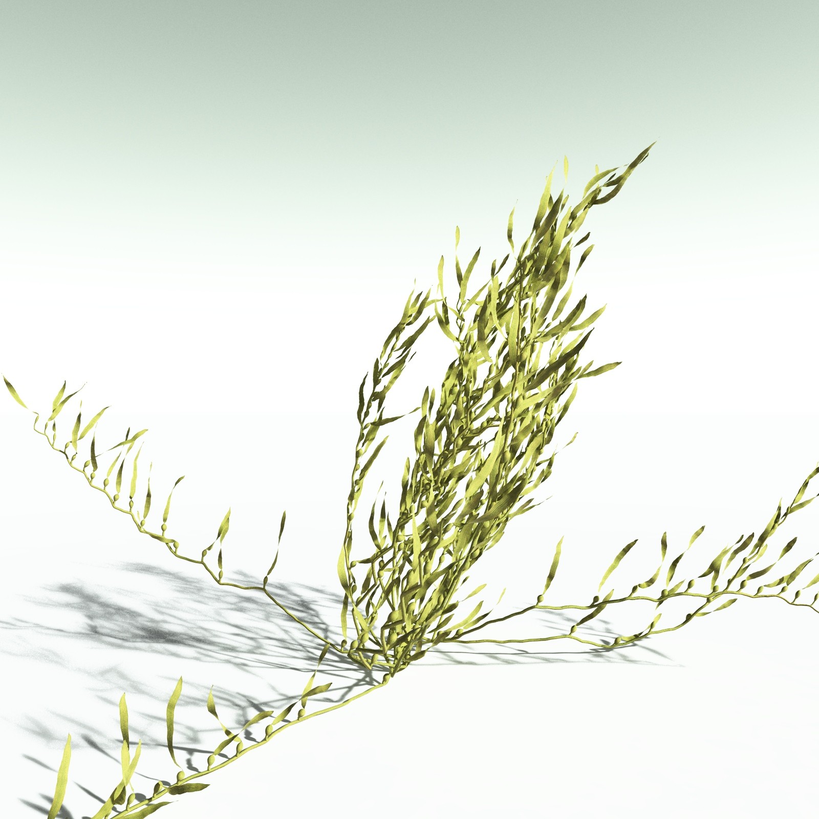 EVERYPlant Giant Kelp for Poser by N/A