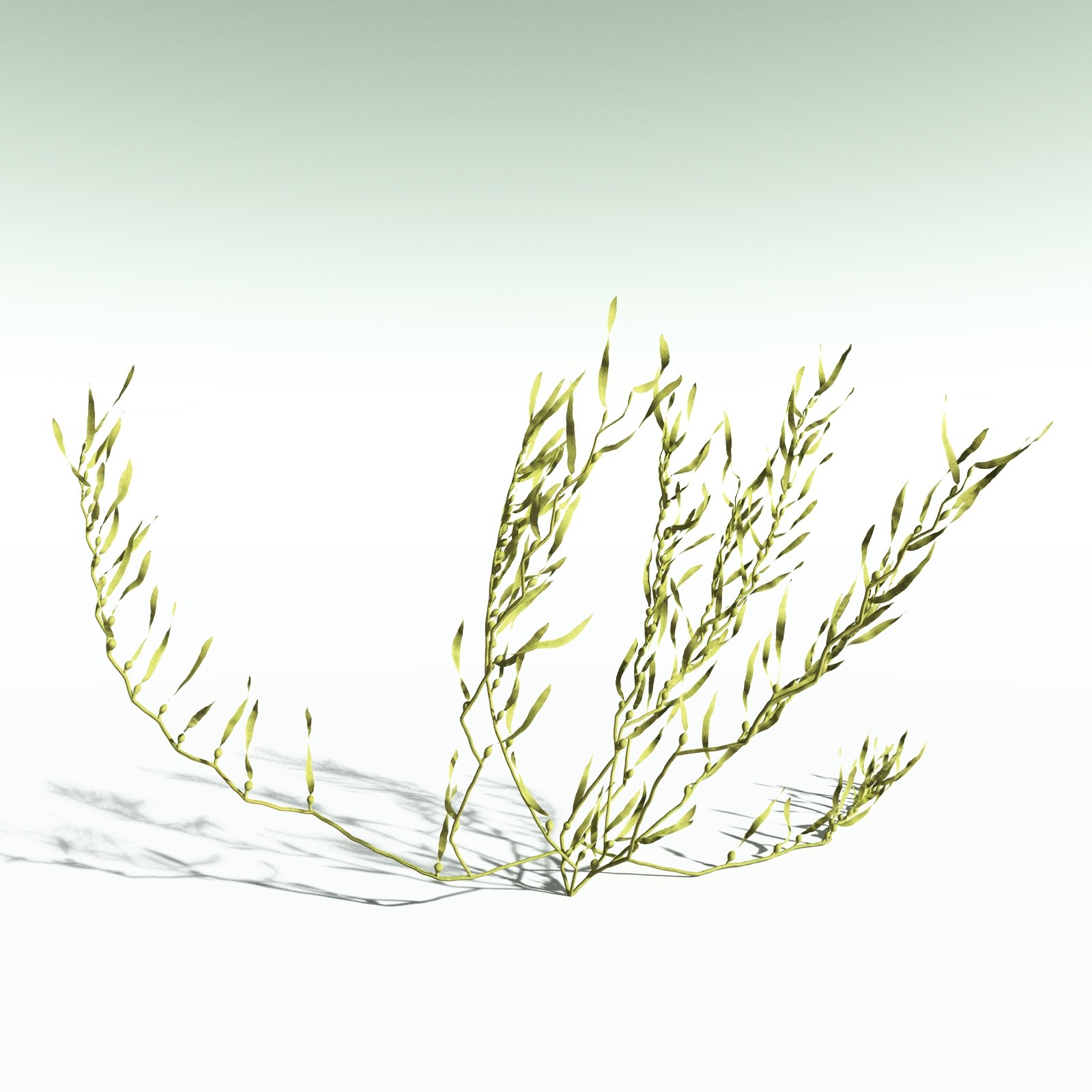 EVERYPlant Giant Kelp for Poser by N/A