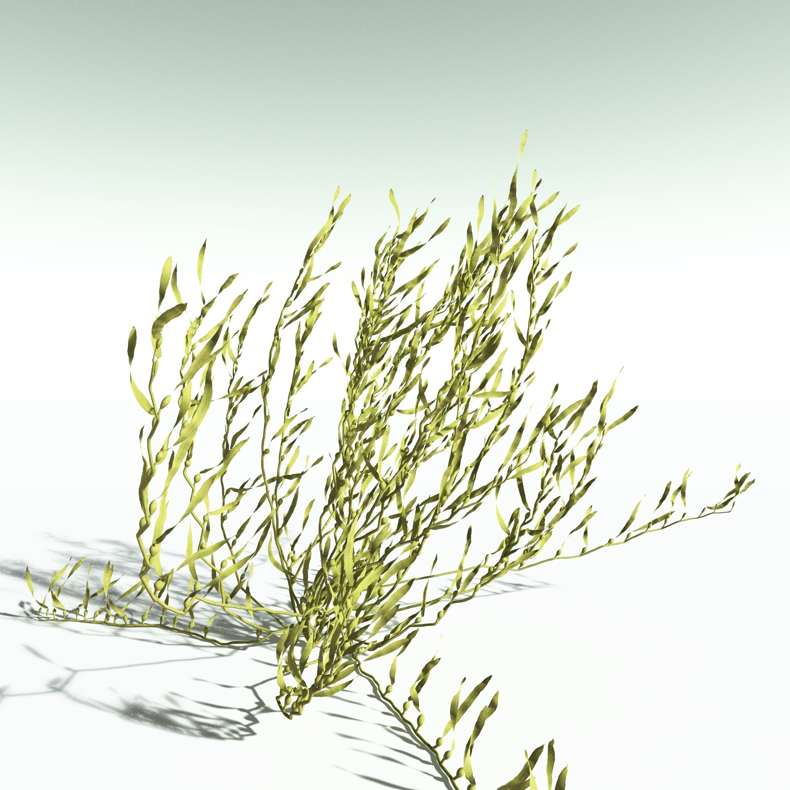 EVERYPlant Giant Kelp for Poser by N/A