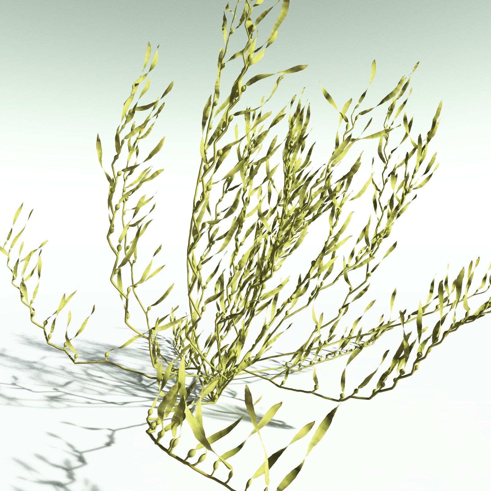EVERYPlant Giant Kelp for Poser by N/A