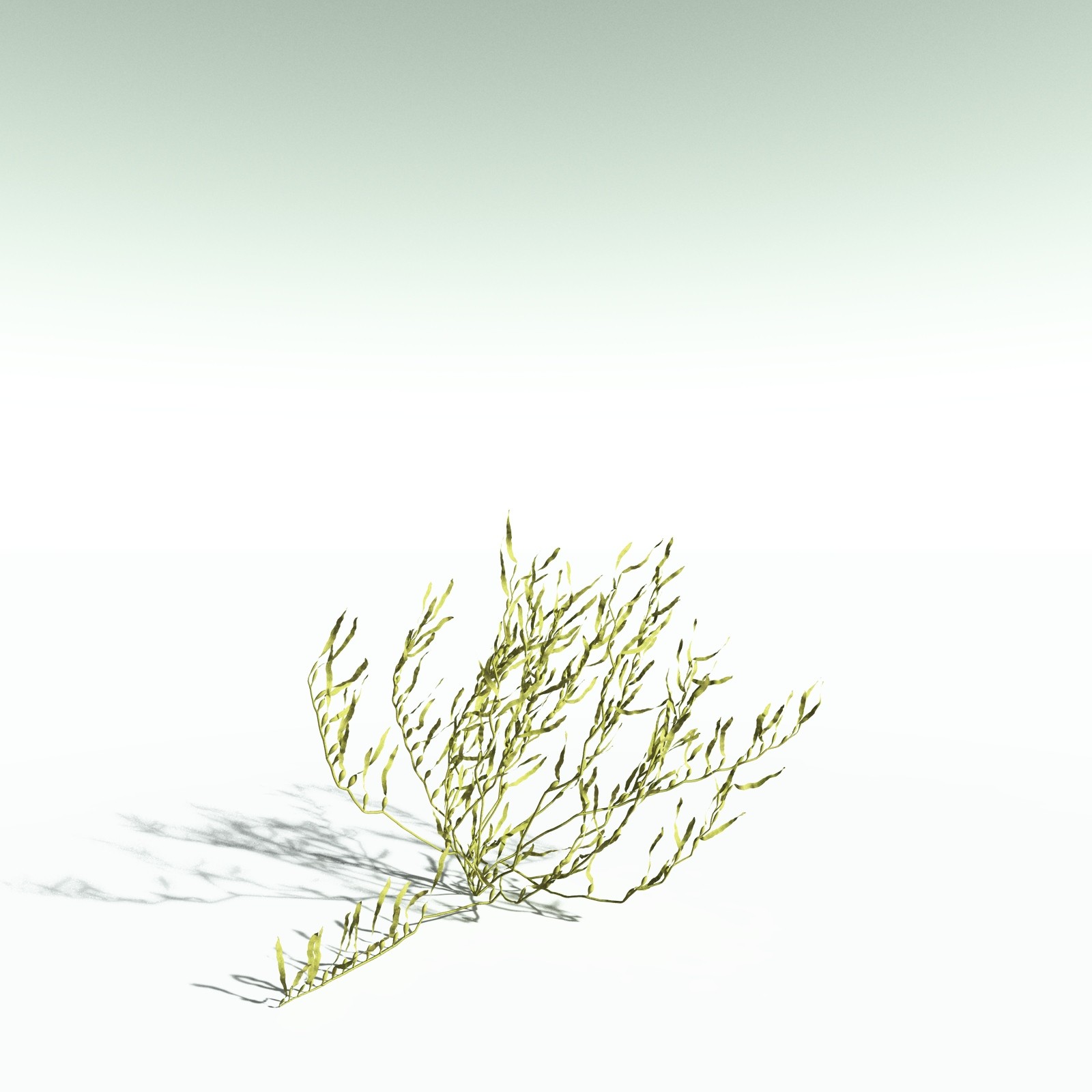 EVERYPlant Giant Kelp for Poser by N/A