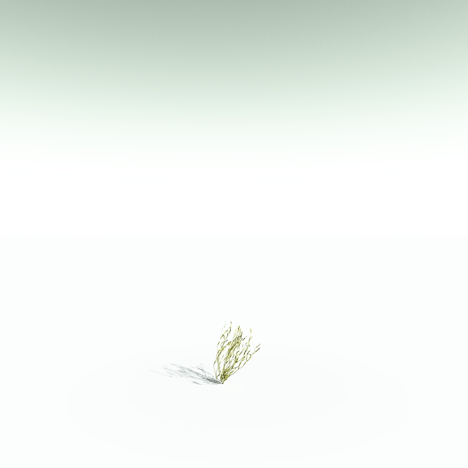 EVERYPlant Giant Kelp for Poser by N/A
