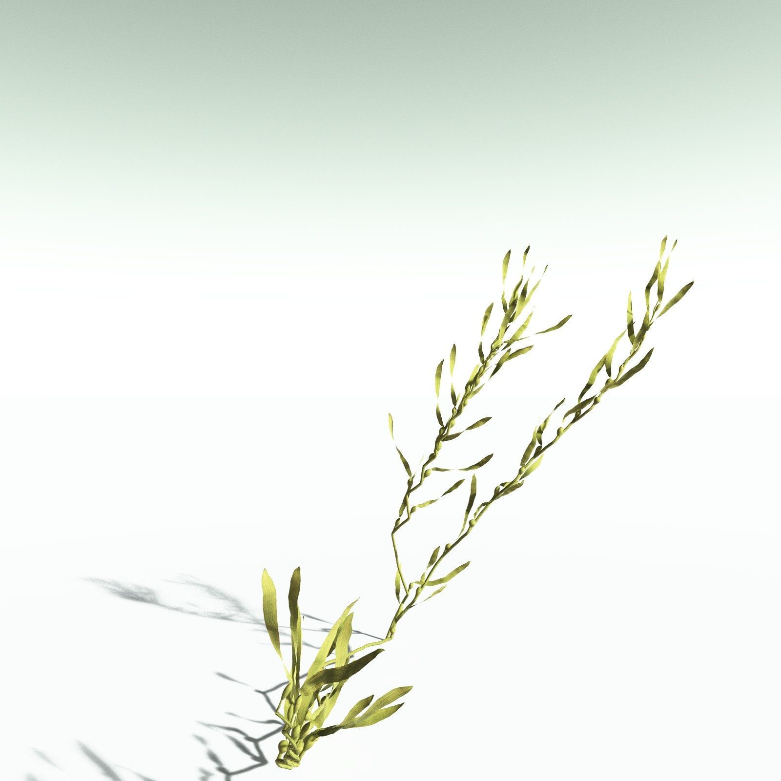 EVERYPlant Giant Kelp for Poser by N/A