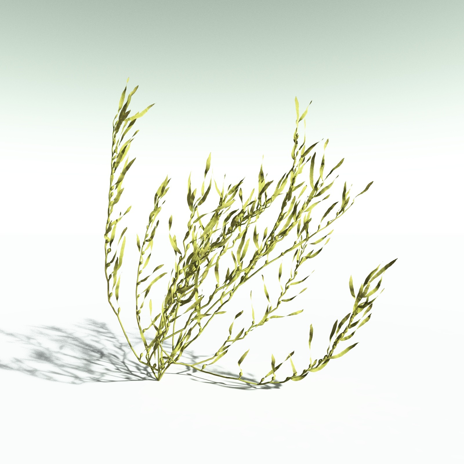 EVERYPlant Giant Kelp for Poser by N/A