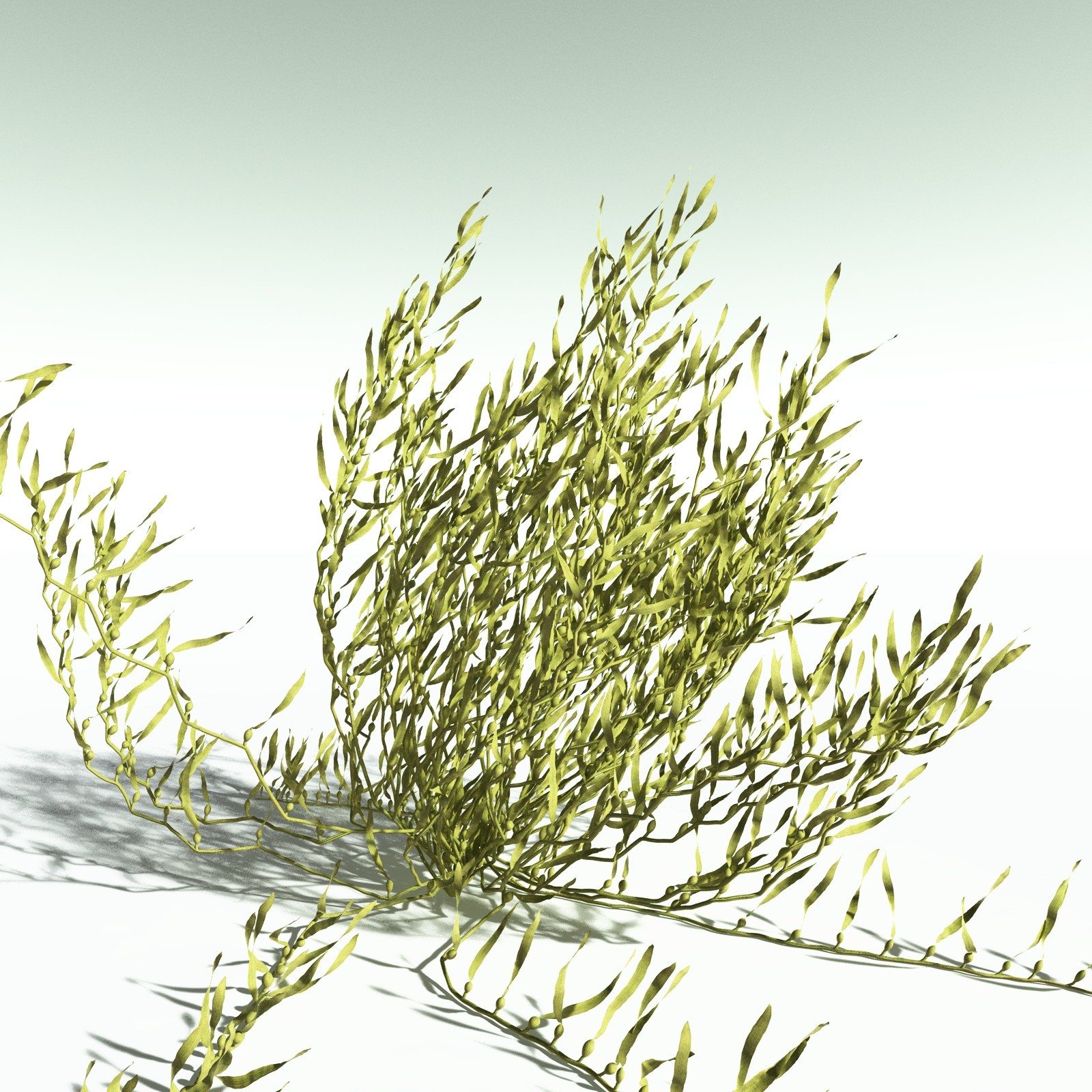 EVERYPlant Giant Kelp for Poser by N/A