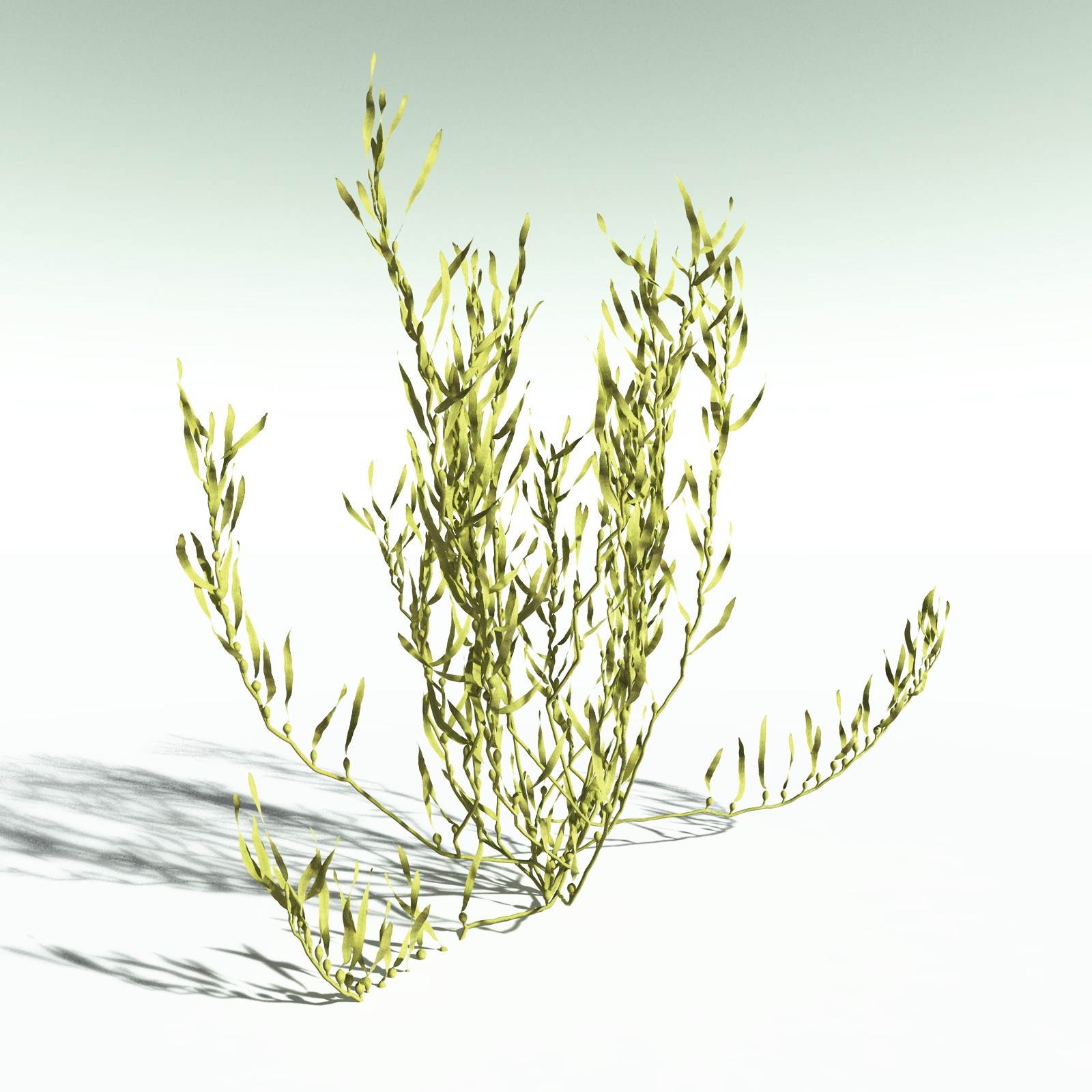 EVERYPlant Giant Kelp for Poser by N/A