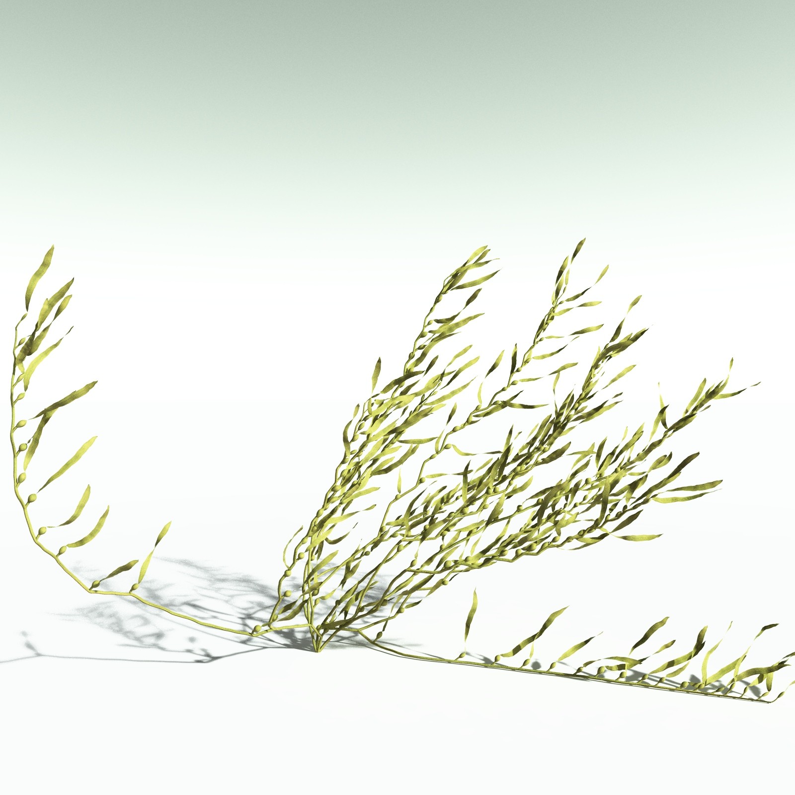 EVERYPlant Giant Kelp for Poser by N/A