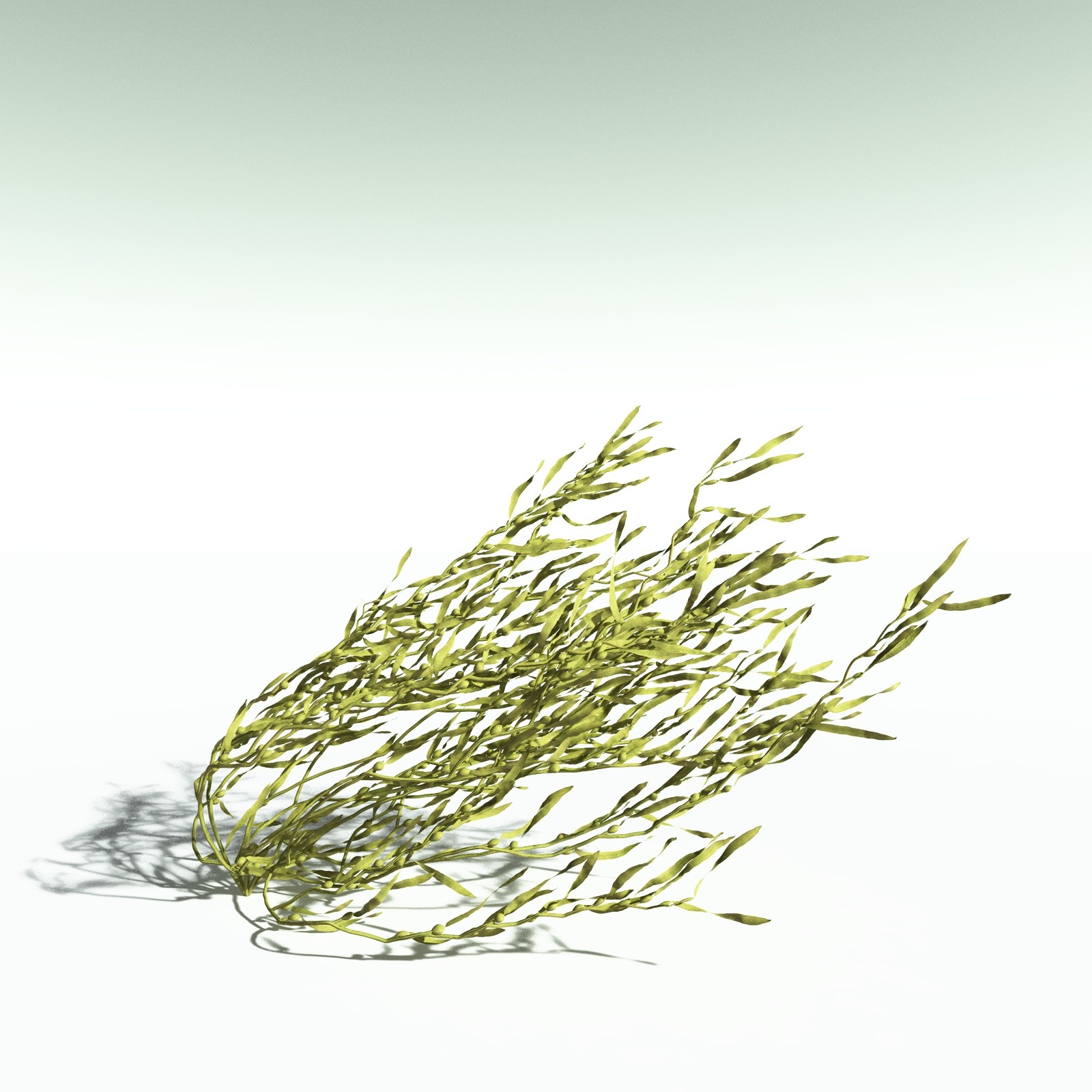 EVERYPlant Giant Kelp for Poser by N/A