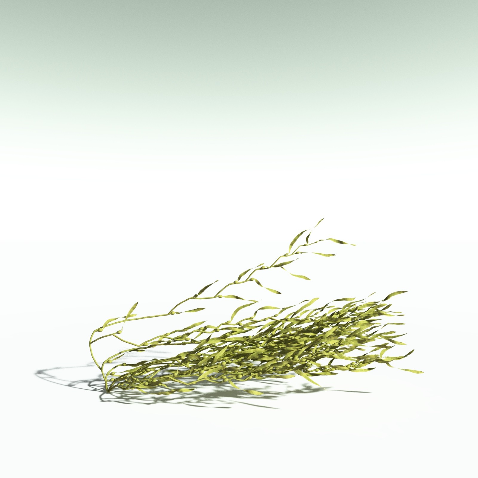 EVERYPlant Giant Kelp for Poser by N/A