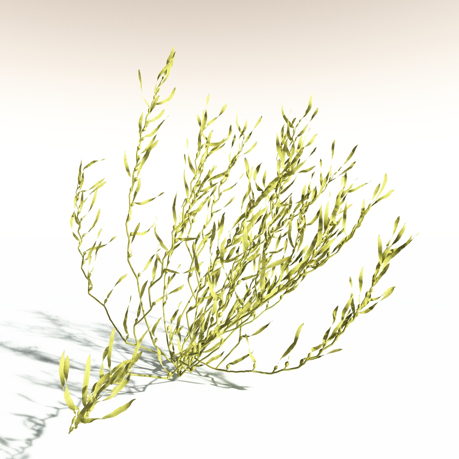 EVERYPlant Giant Kelp for Daz by N/A