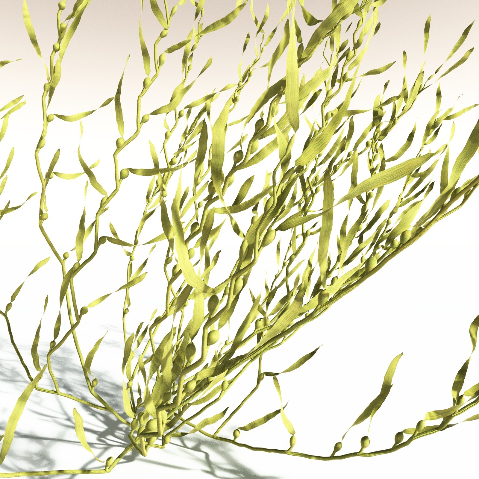 EVERYPlant Giant Kelp for Daz by N/A