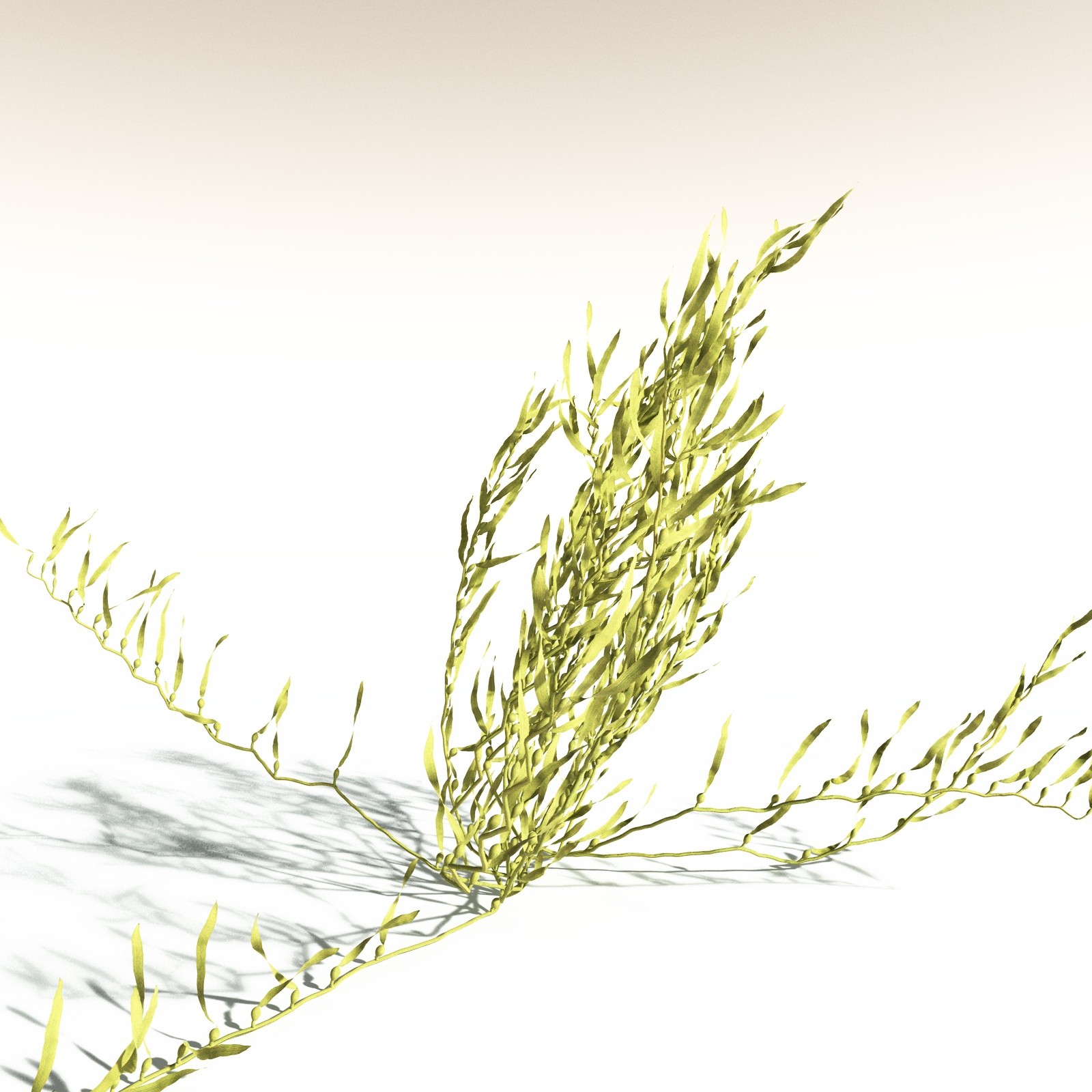 EVERYPlant Giant Kelp for Daz by N/A