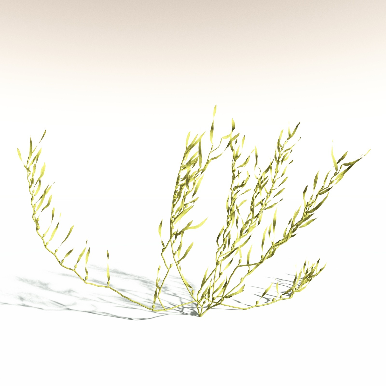EVERYPlant Giant Kelp for Daz by N/A