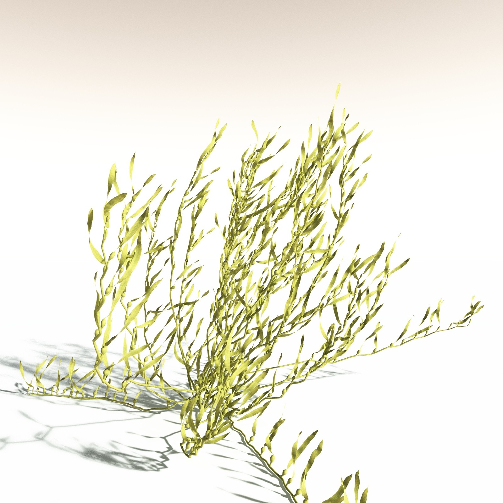 EVERYPlant Giant Kelp for Daz by N/A