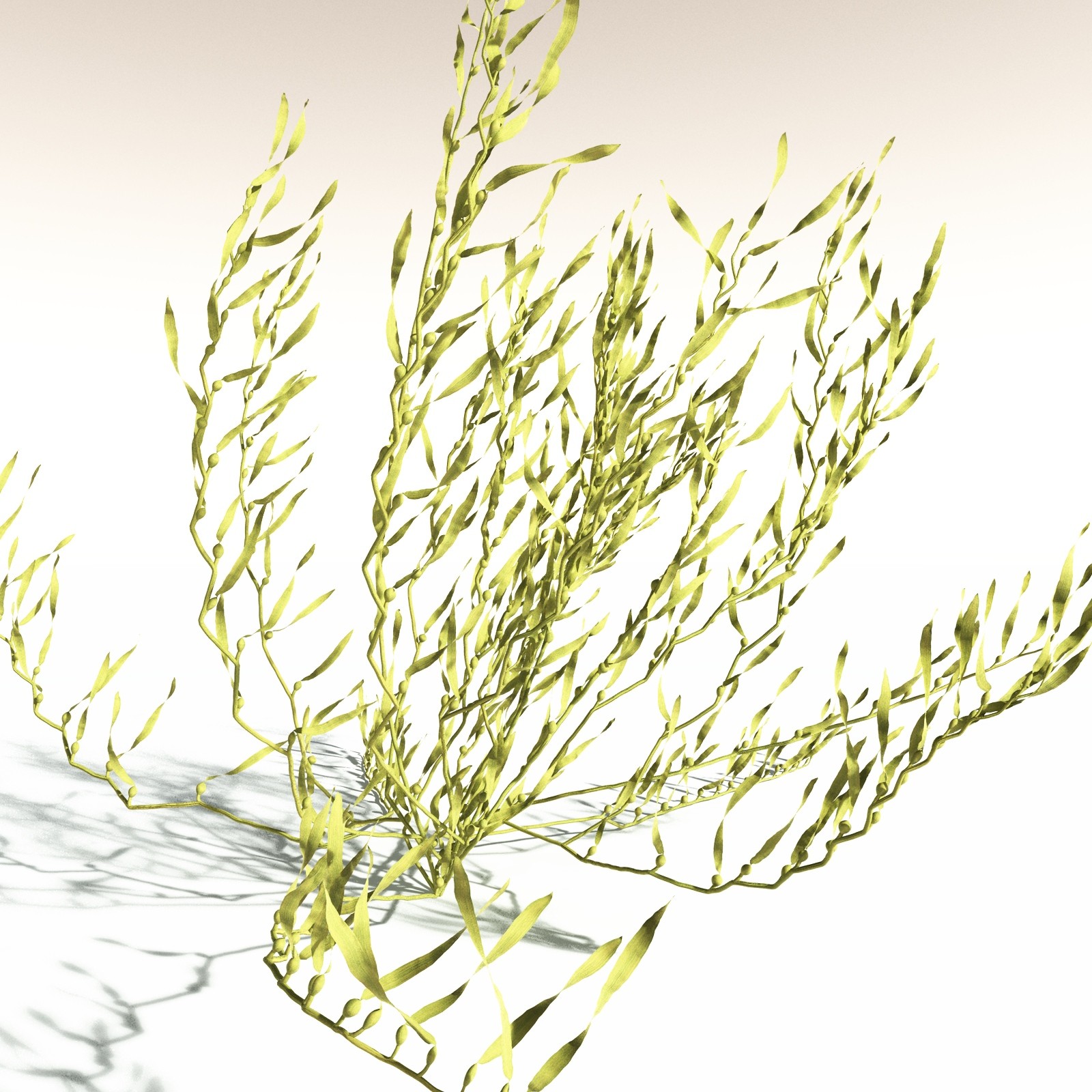 EVERYPlant Giant Kelp for Daz by N/A