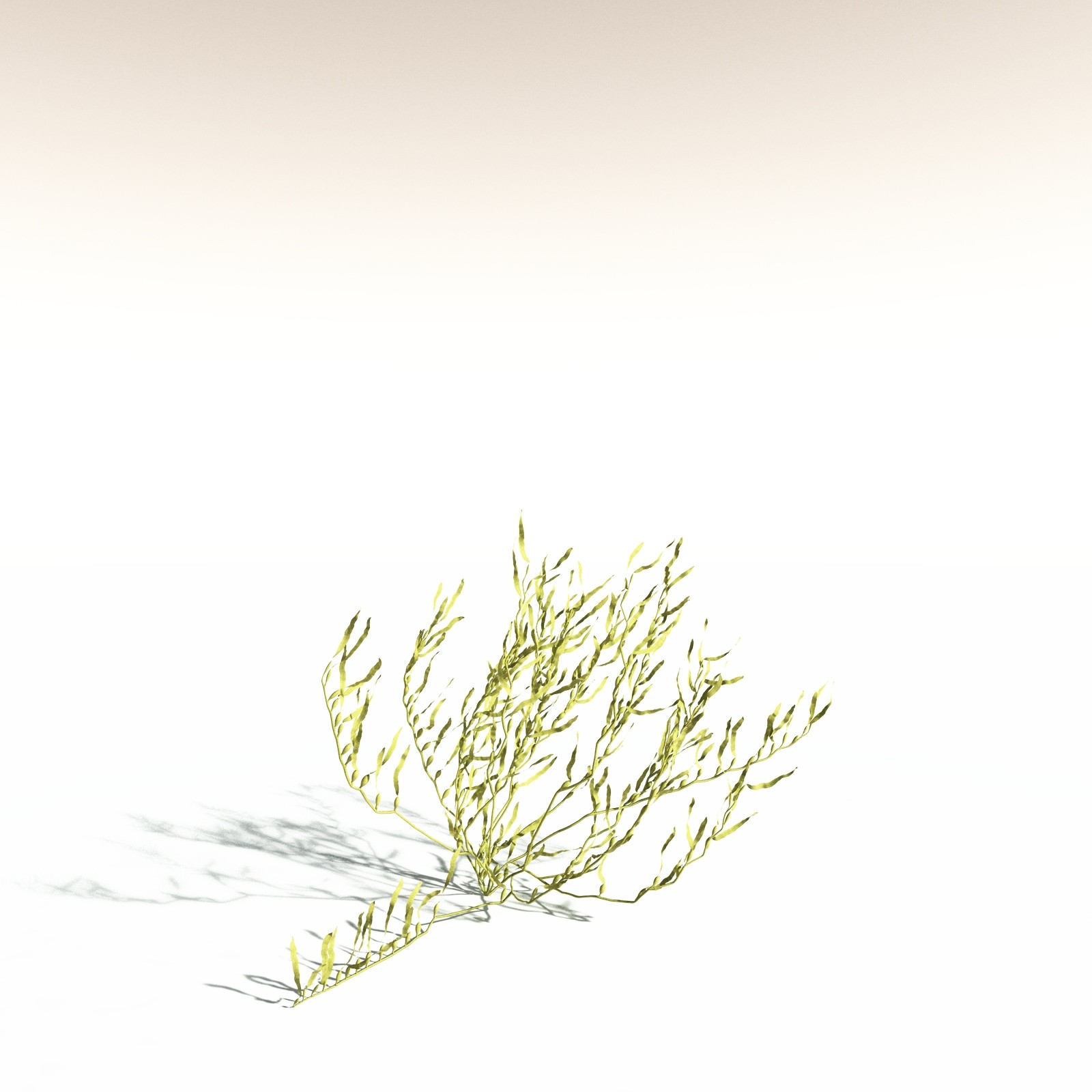 EVERYPlant Giant Kelp for Daz by N/A
