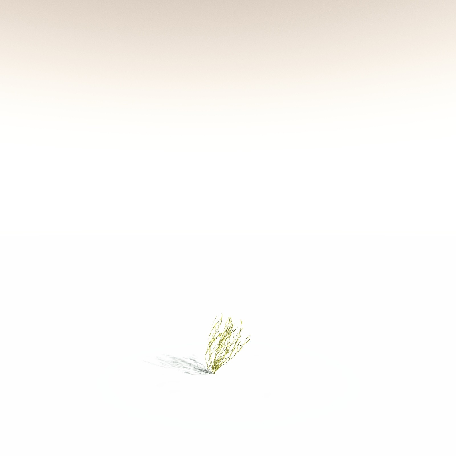 EVERYPlant Giant Kelp for Daz by N/A