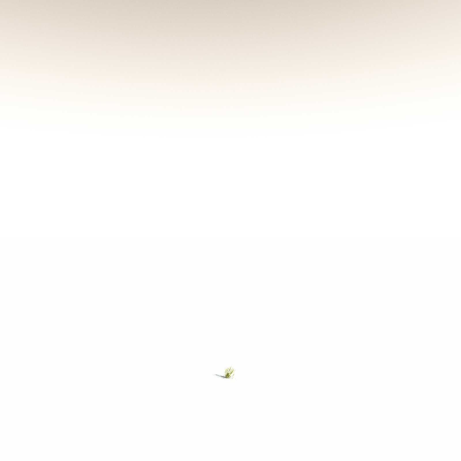 EVERYPlant Giant Kelp for Daz by N/A