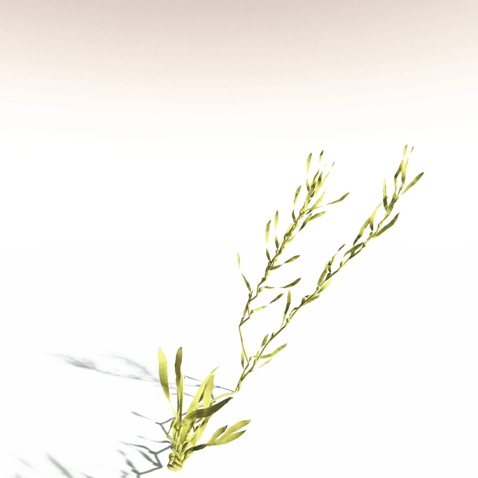 EVERYPlant Giant Kelp for Daz by N/A