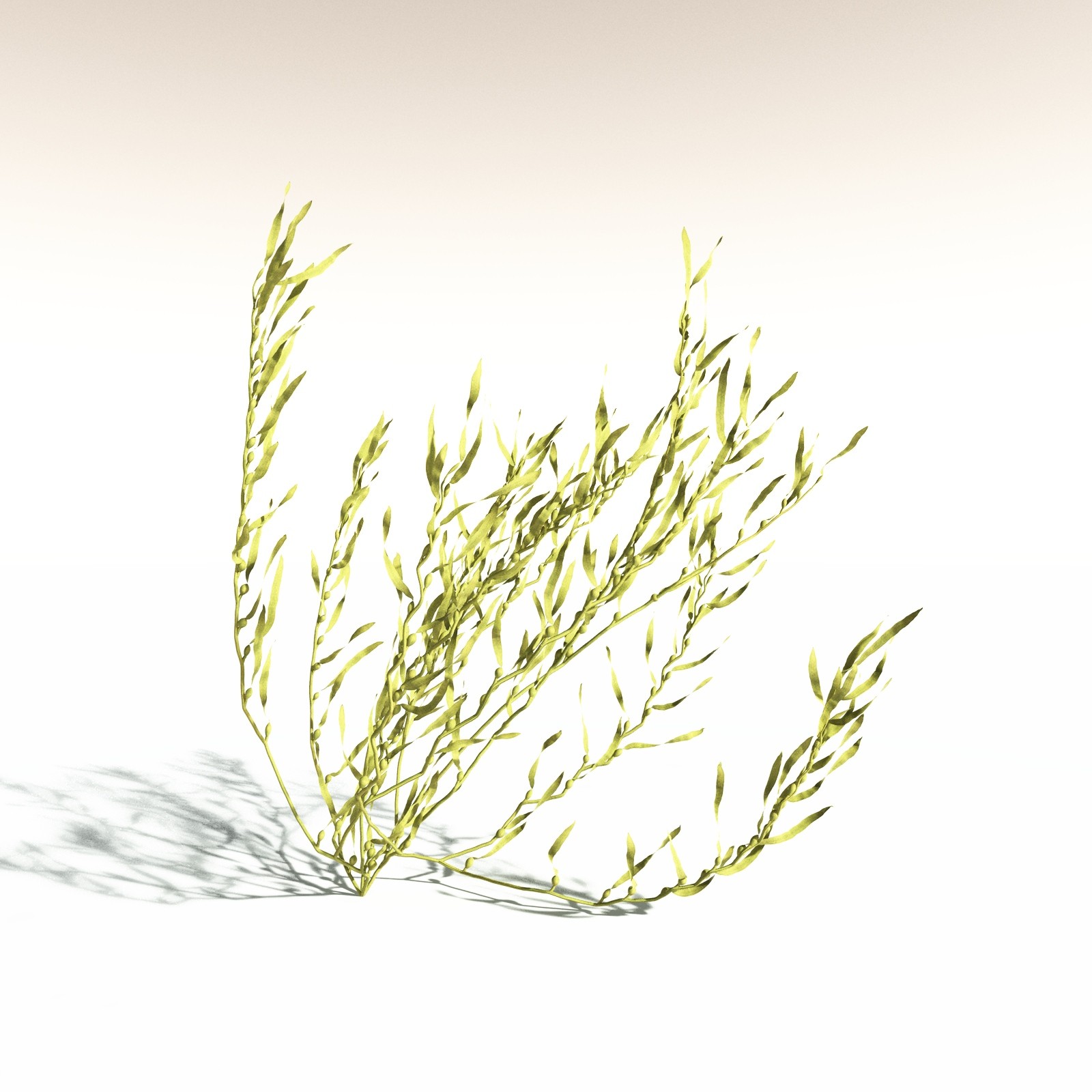 EVERYPlant Giant Kelp for Daz by N/A