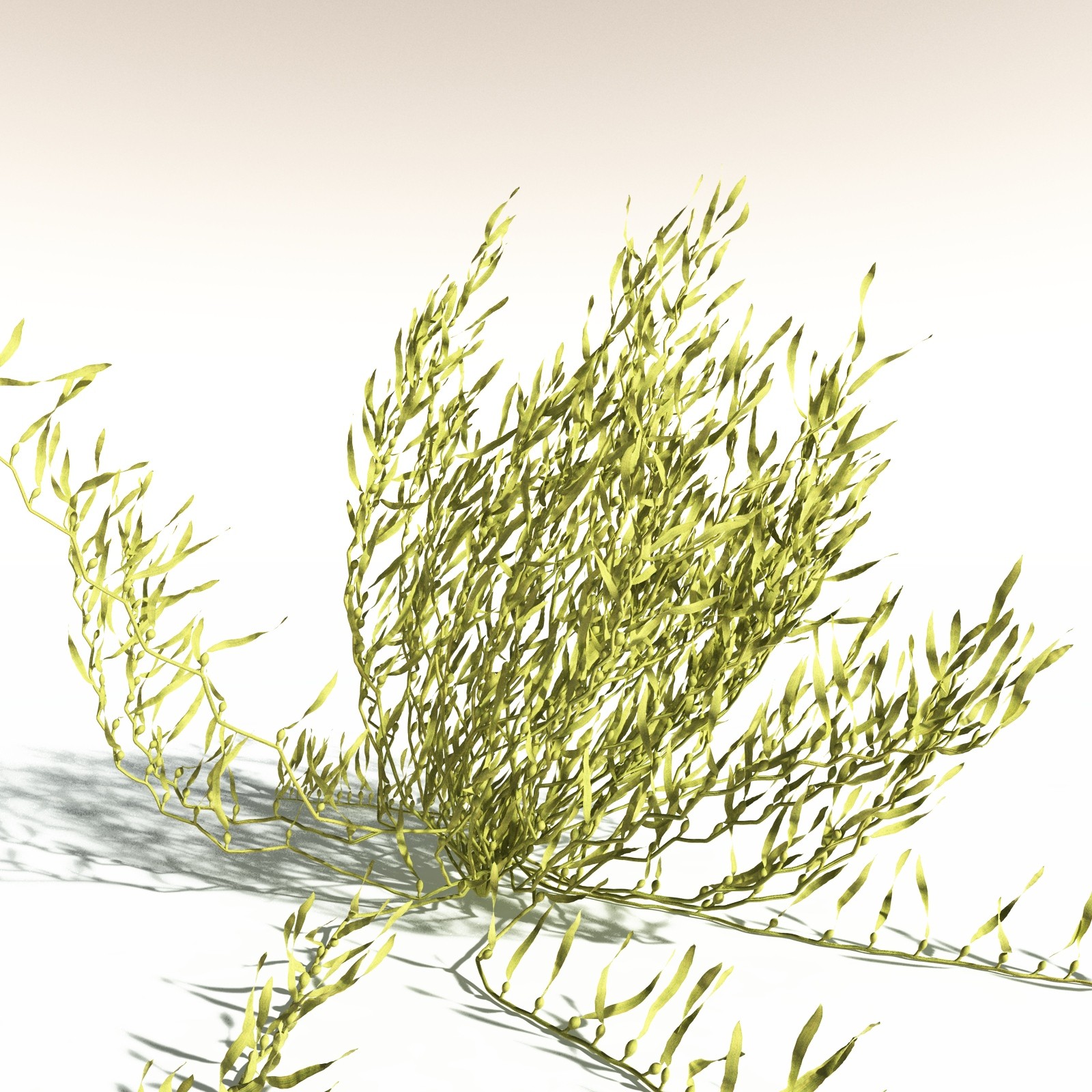 EVERYPlant Giant Kelp for Daz by N/A