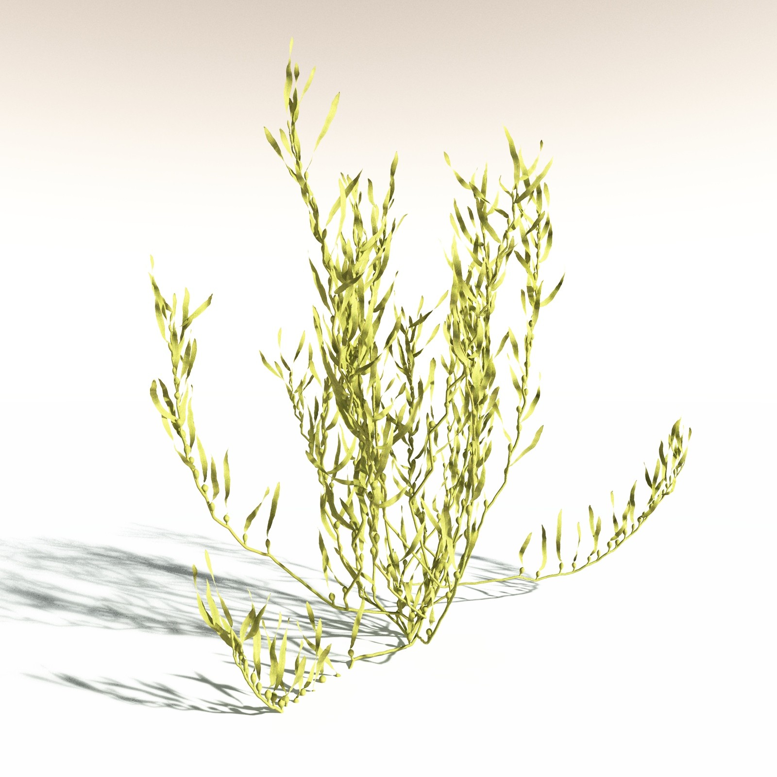 EVERYPlant Giant Kelp for Daz by N/A