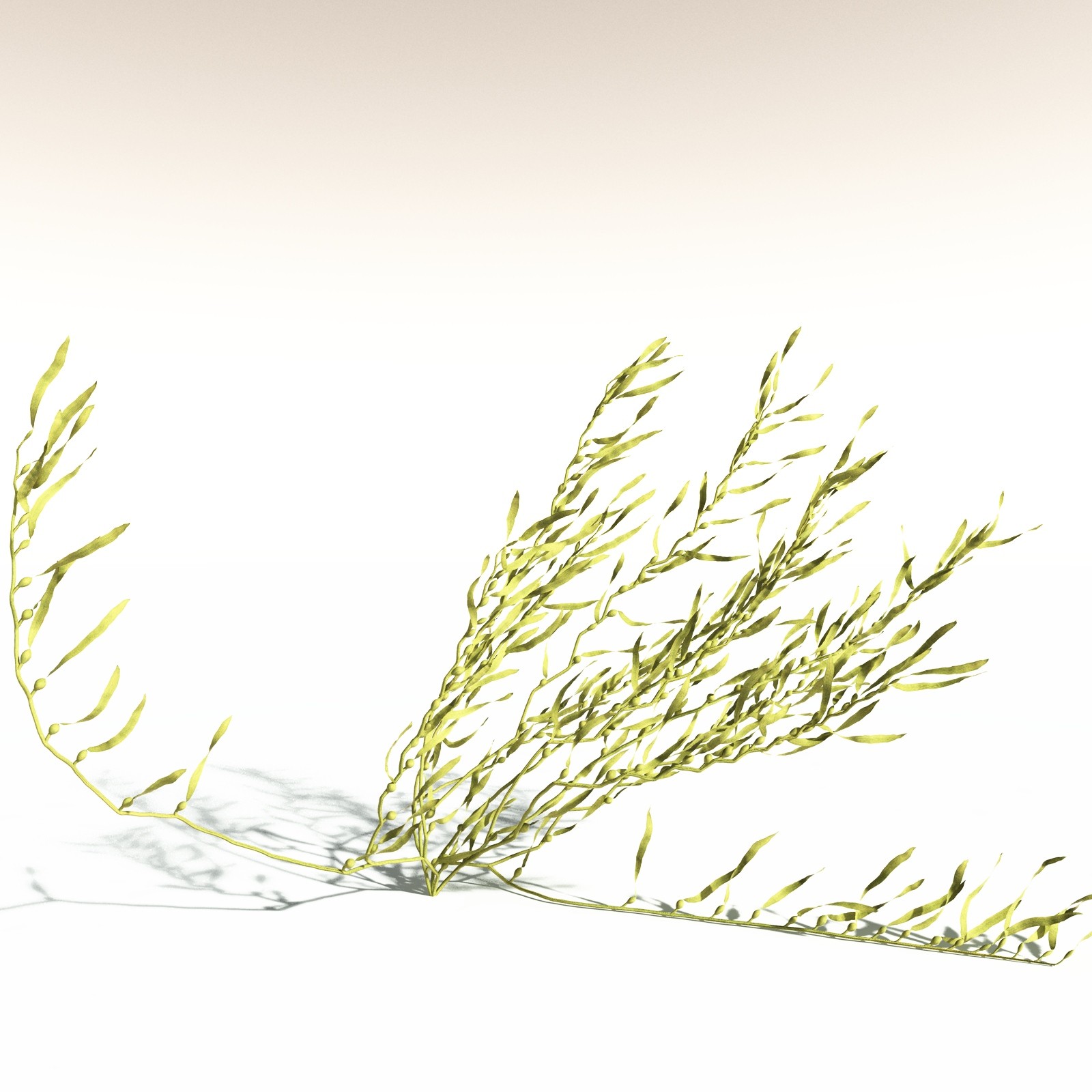 EVERYPlant Giant Kelp for Daz by N/A