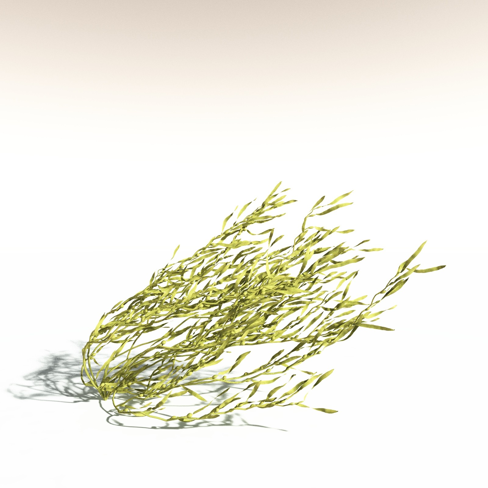 EVERYPlant Giant Kelp for Daz by N/A