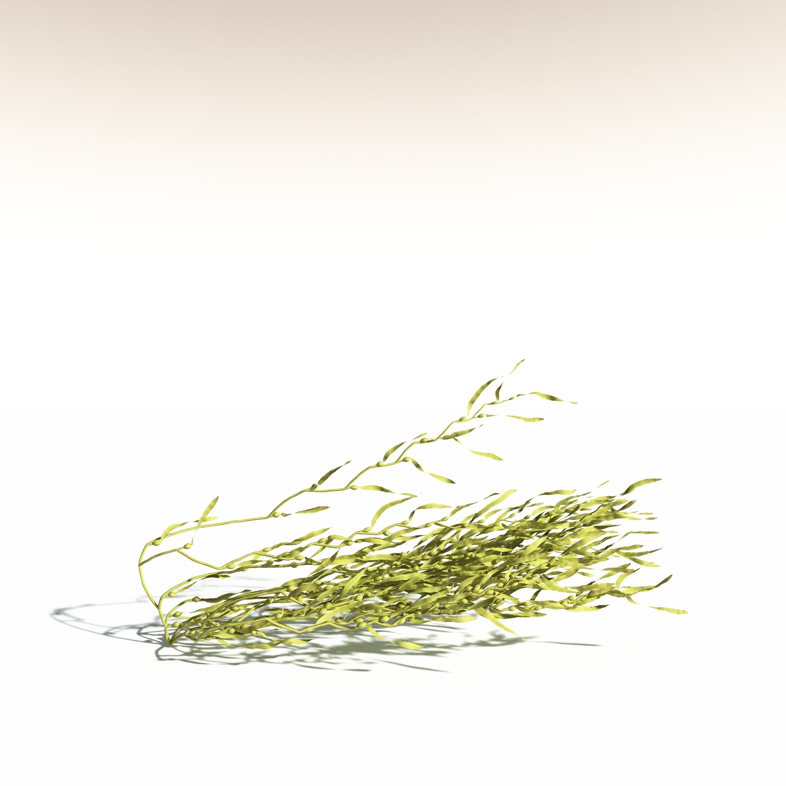 EVERYPlant Giant Kelp for Daz by N/A