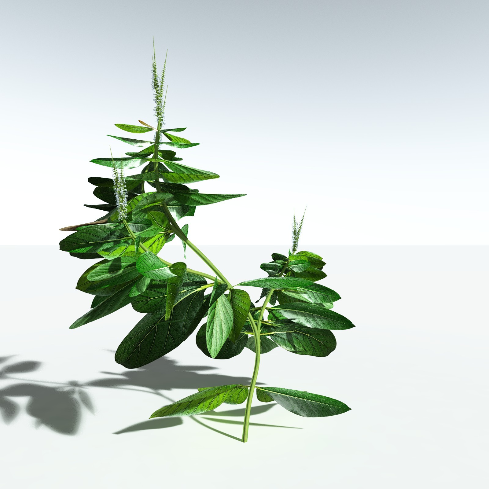 EVERYPlant Basil for Vue by N/A