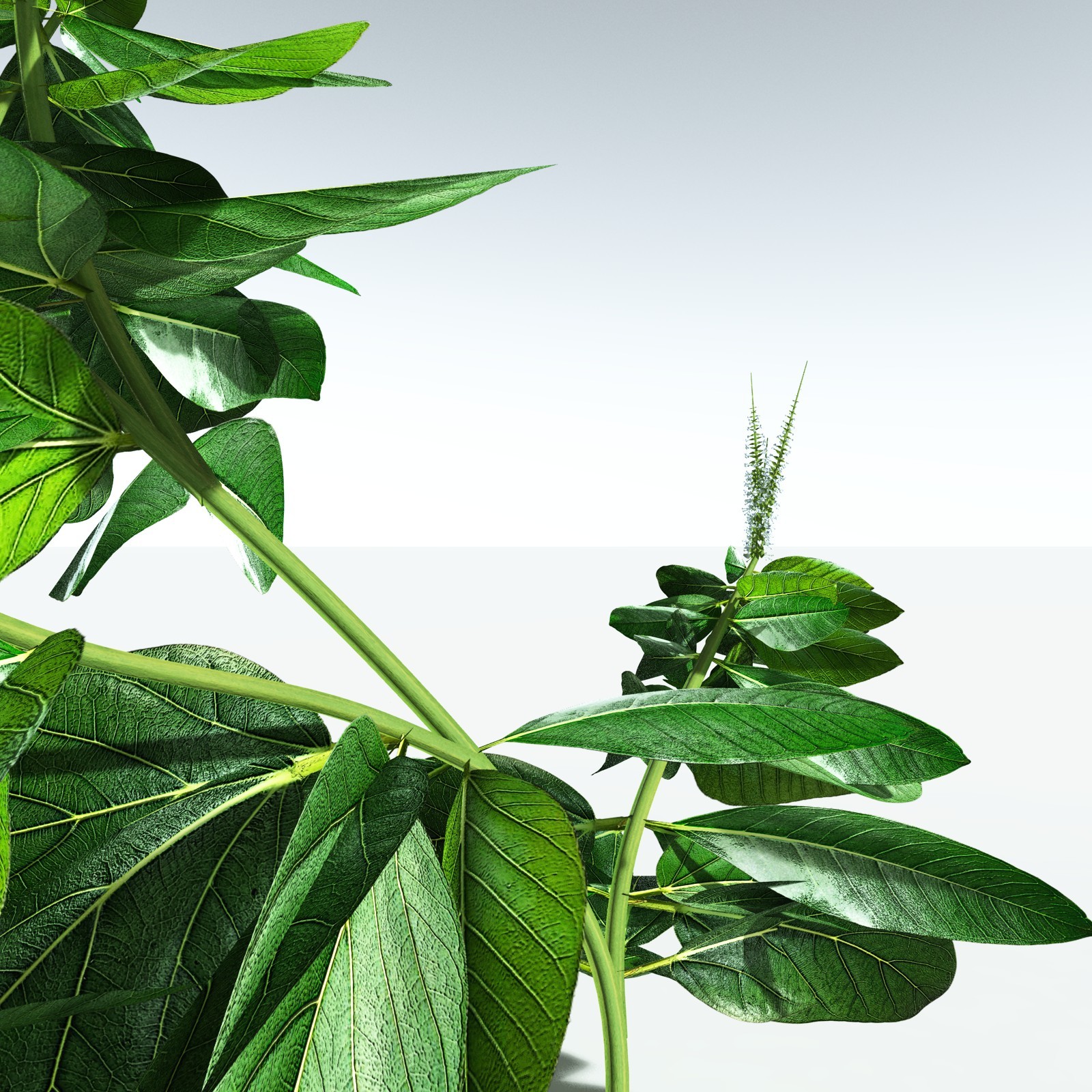 EVERYPlant Basil for Vue by N/A