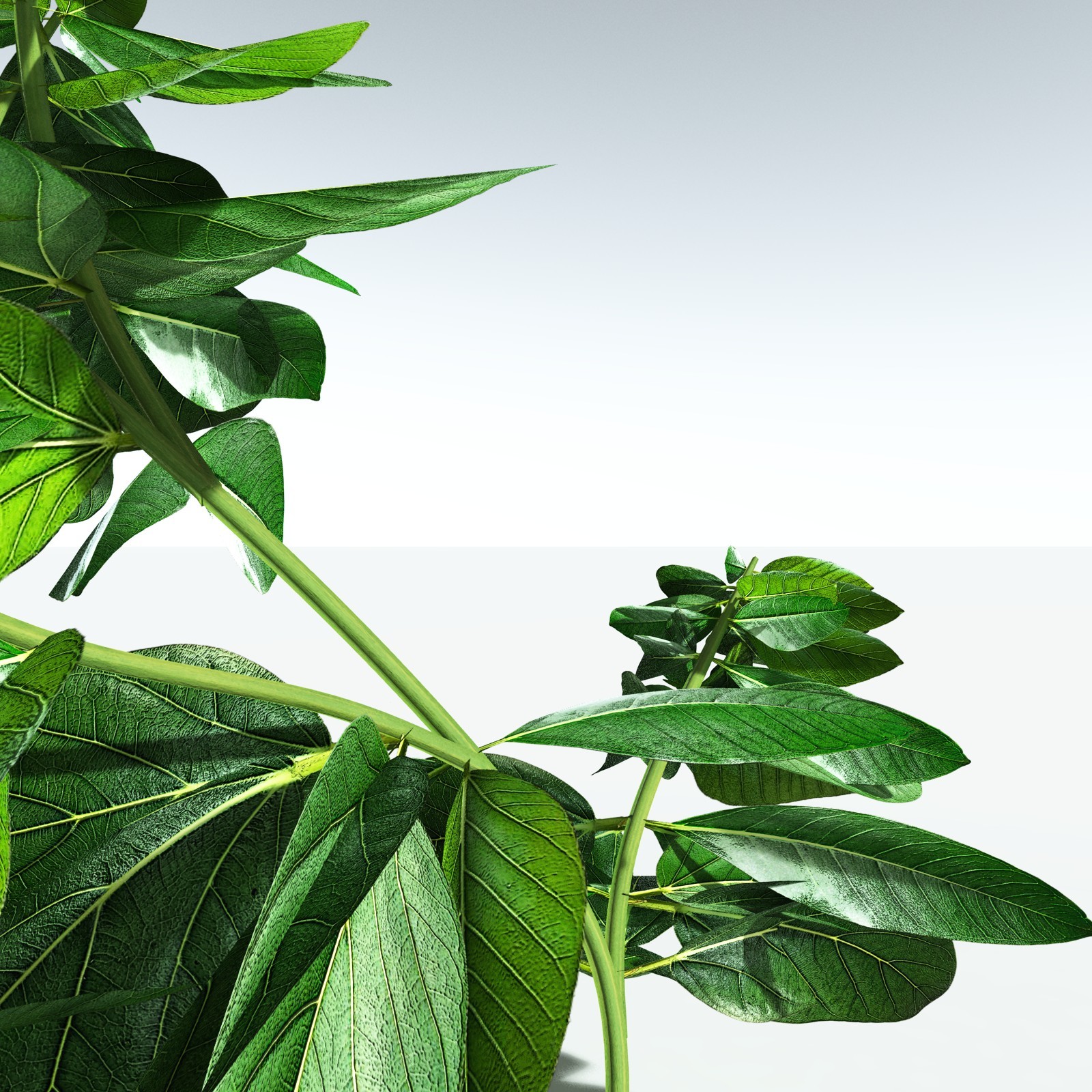 EVERYPlant Basil for Vue by N/A