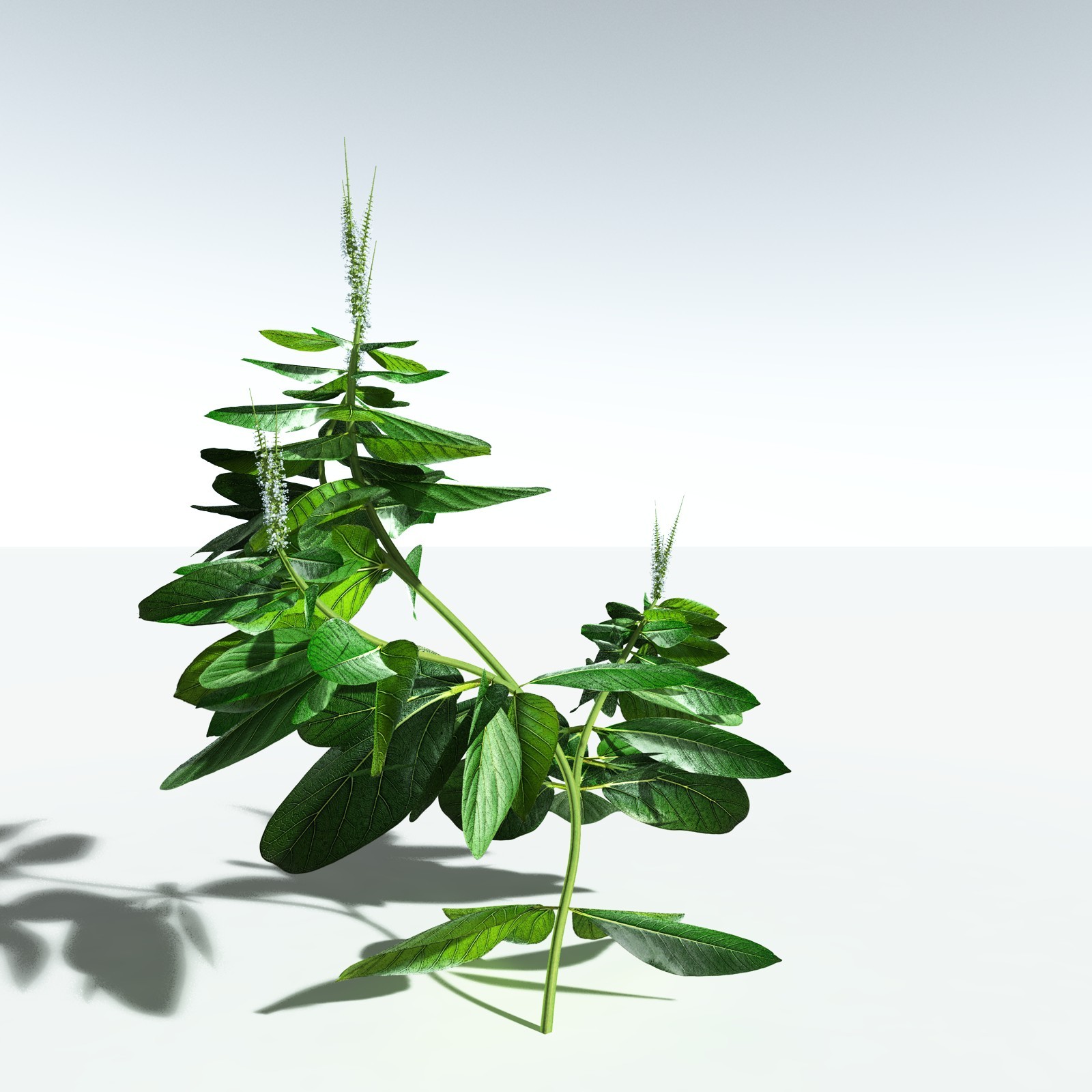 EVERYPlant Basil for Vue by N/A