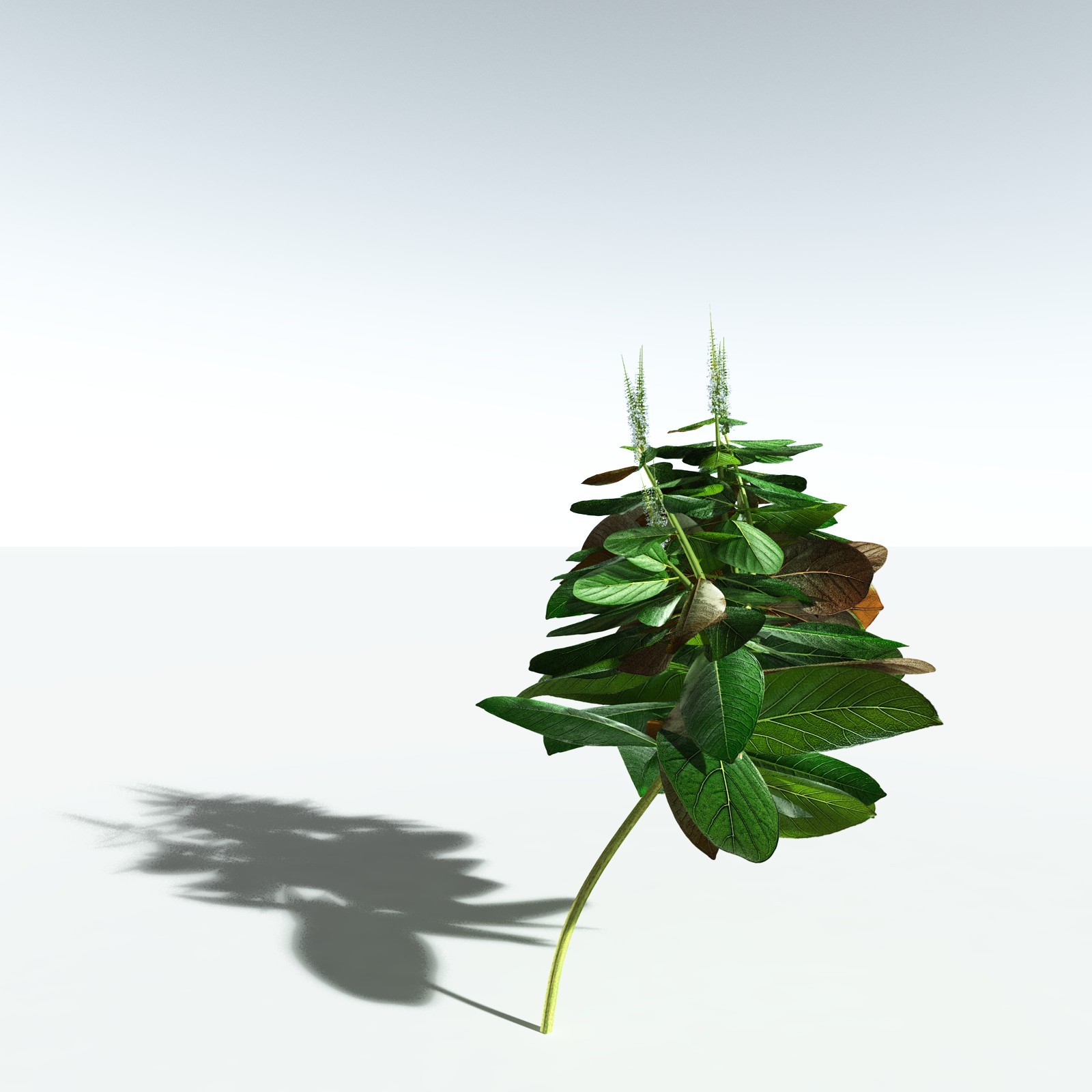 EVERYPlant Basil for Vue by N/A