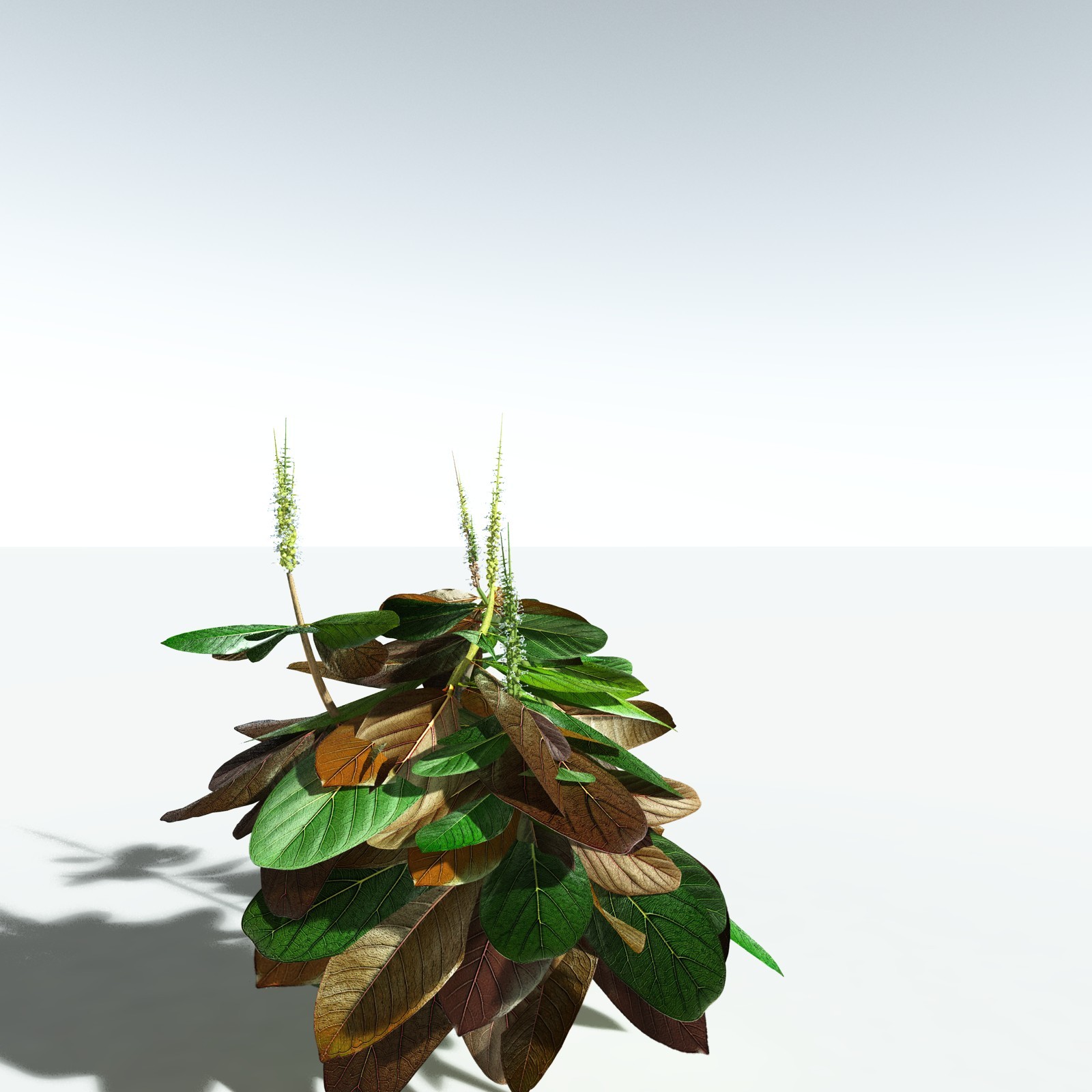 EVERYPlant Basil for Vue by N/A
