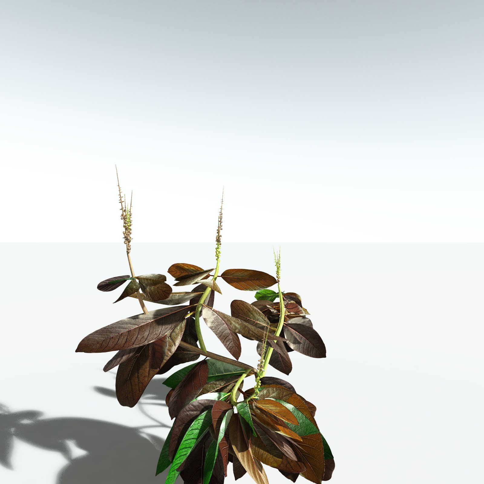EVERYPlant Basil for Vue by N/A