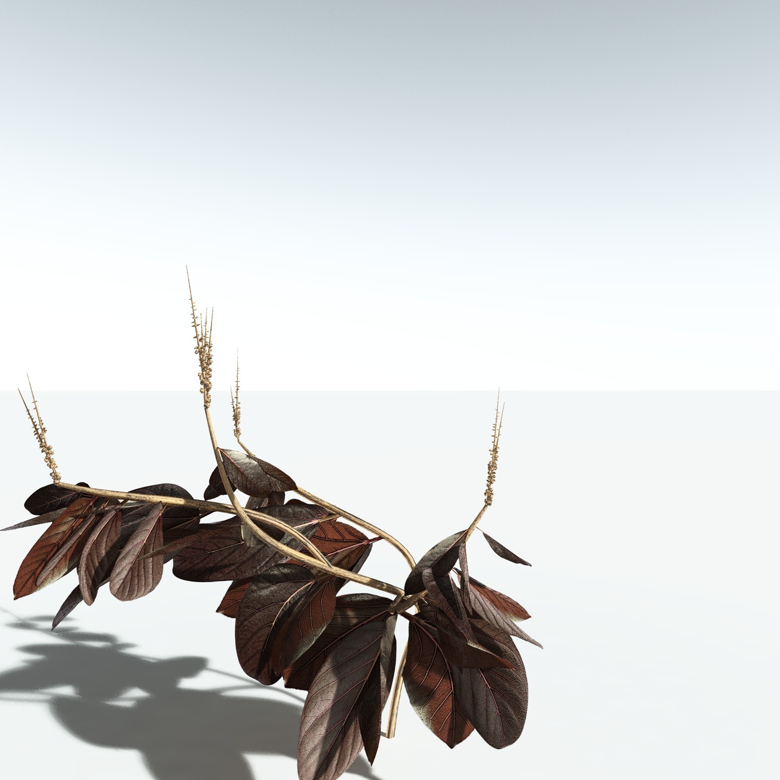 EVERYPlant Basil for Vue by N/A