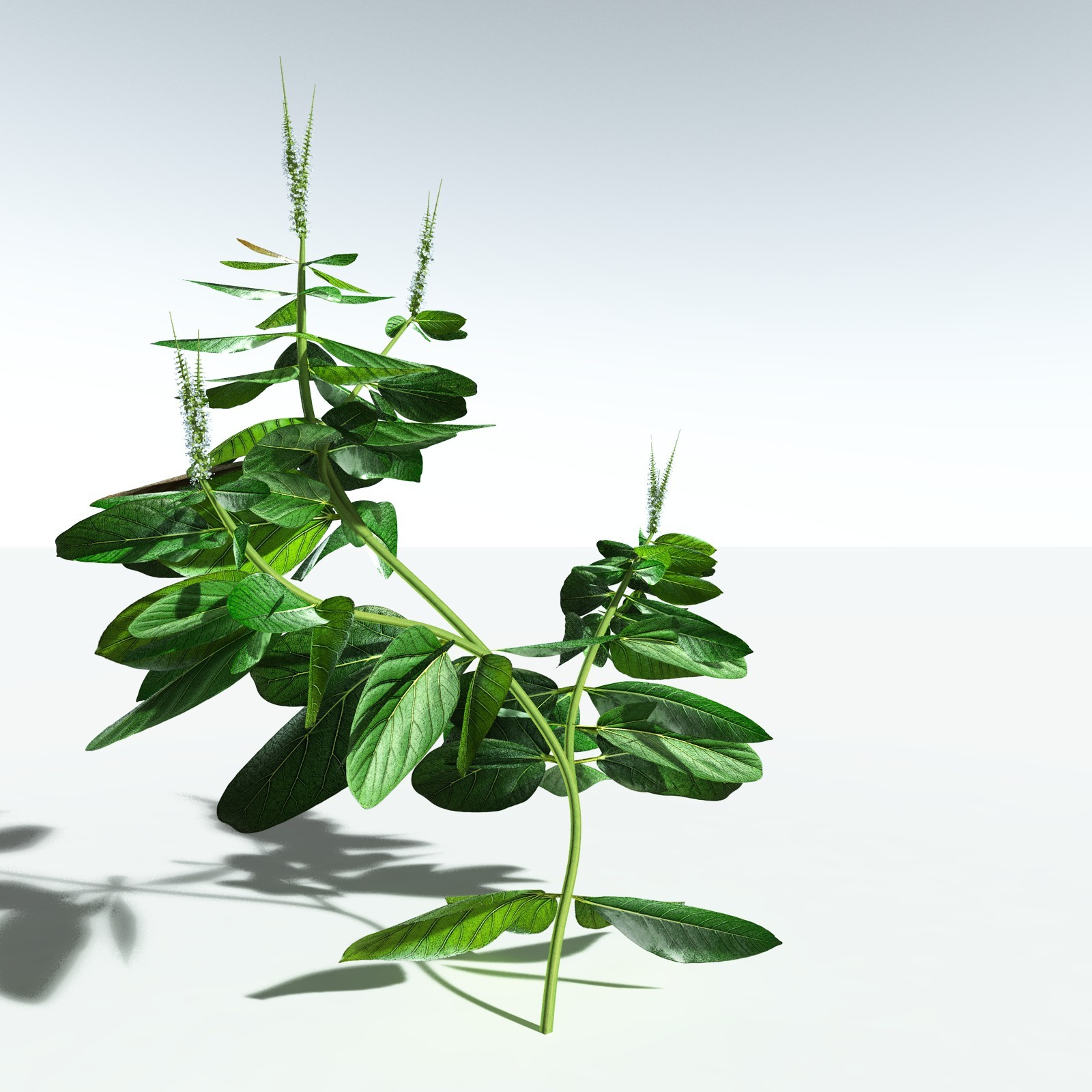 EVERYPlant Basil for Vue by N/A