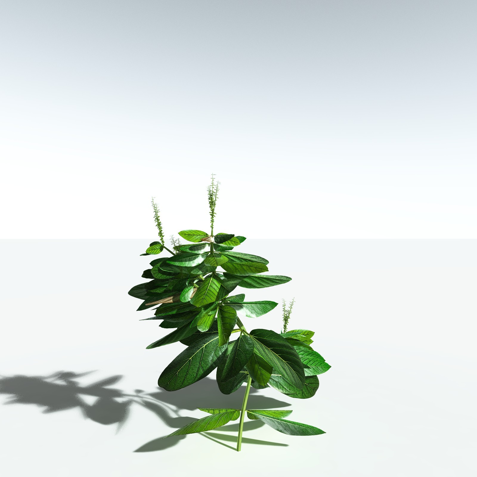 EVERYPlant Basil for Vue by N/A
