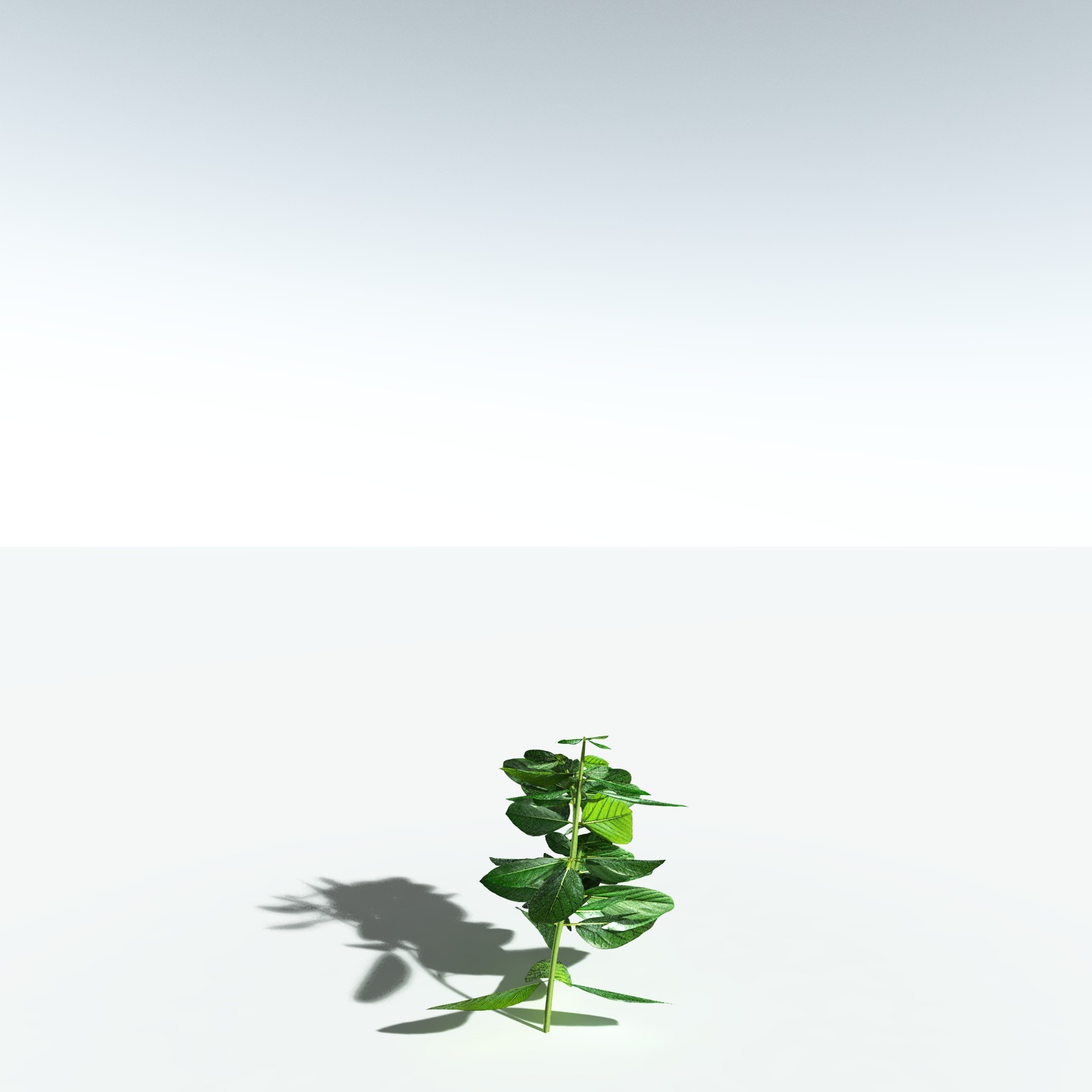EVERYPlant Basil for Vue by N/A