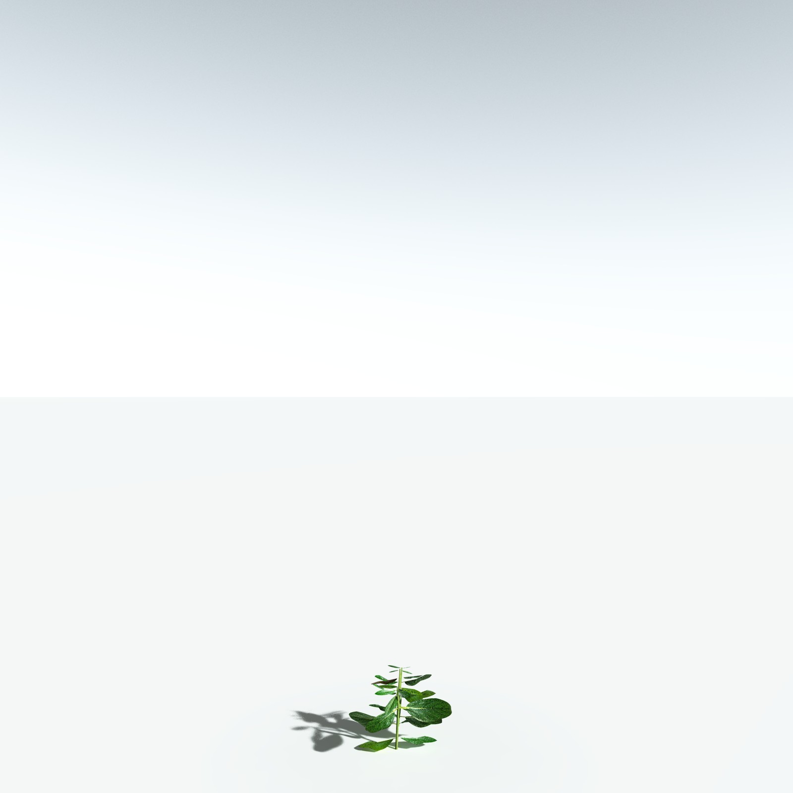 EVERYPlant Basil for Vue by N/A
