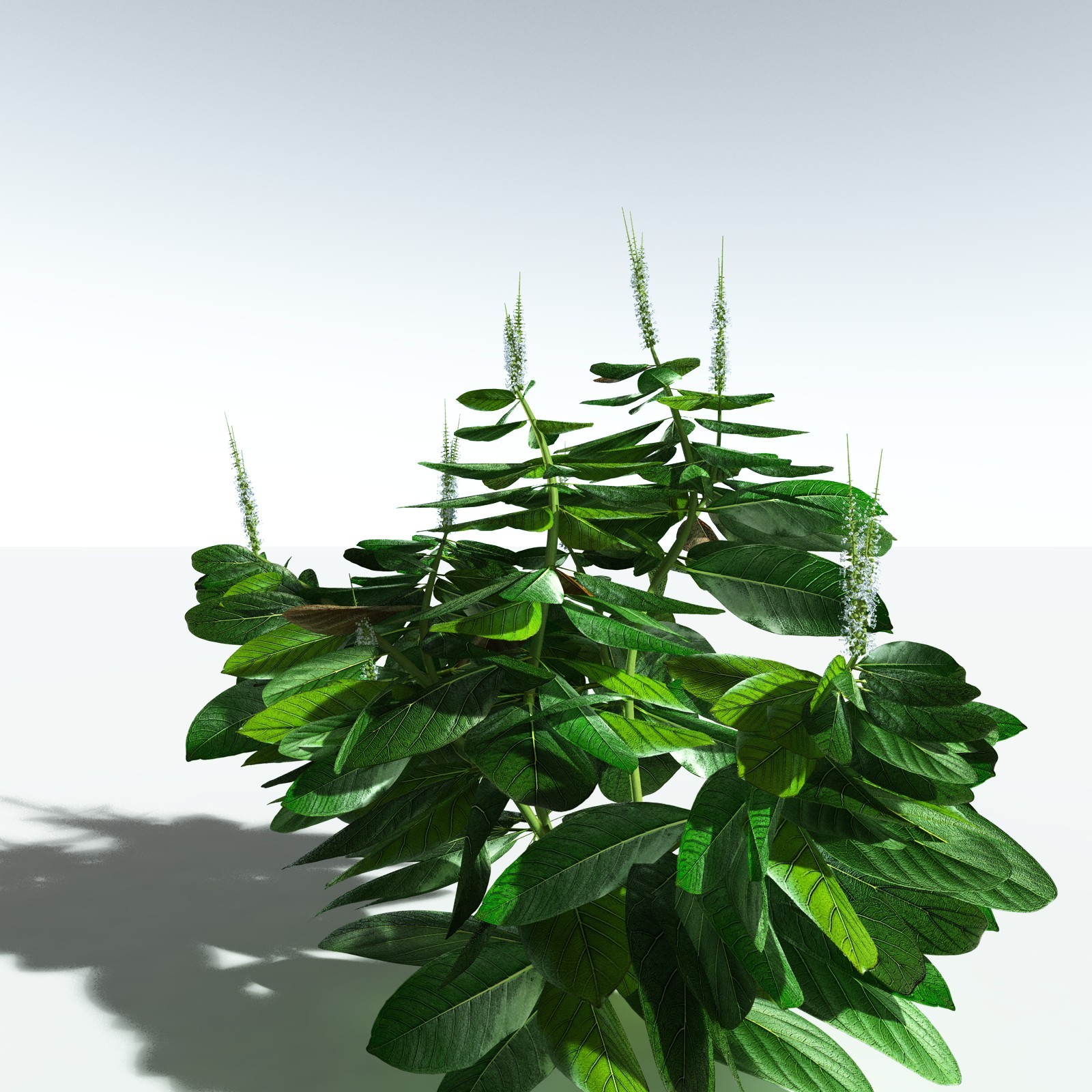 EVERYPlant Basil for Vue by N/A