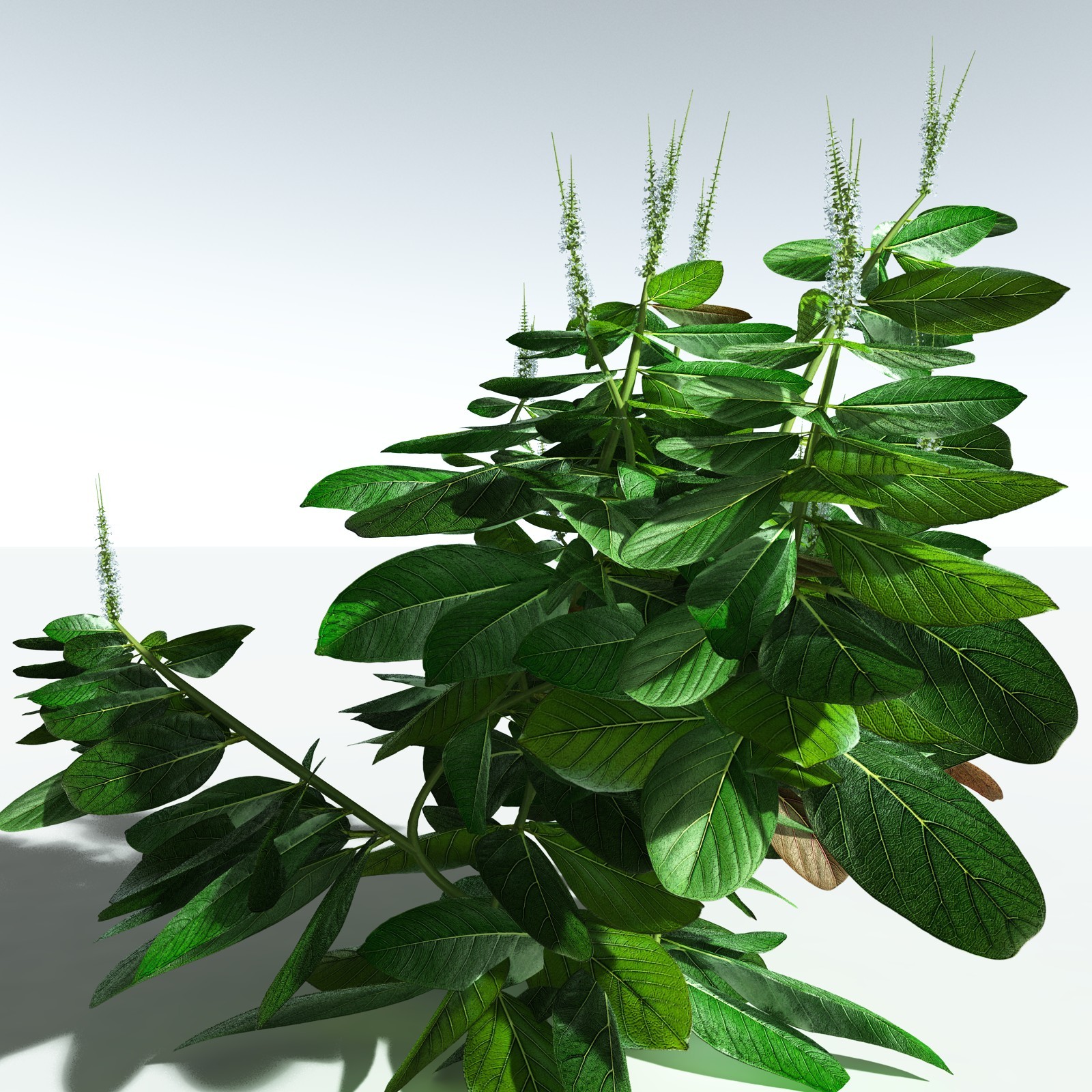 EVERYPlant Basil for Vue by N/A