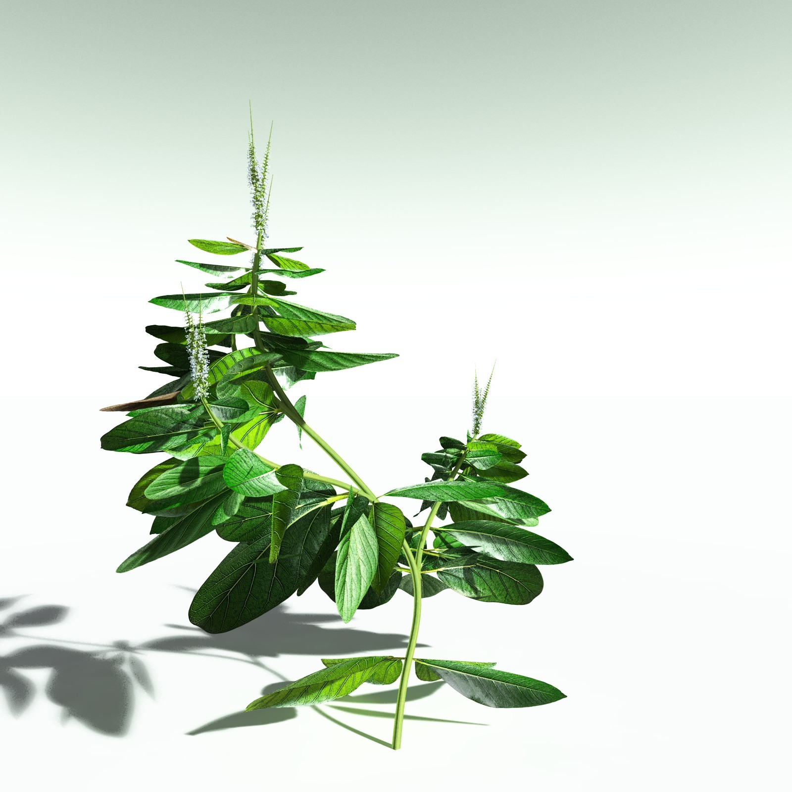 EVERYPlant Basil for Poser by N/A