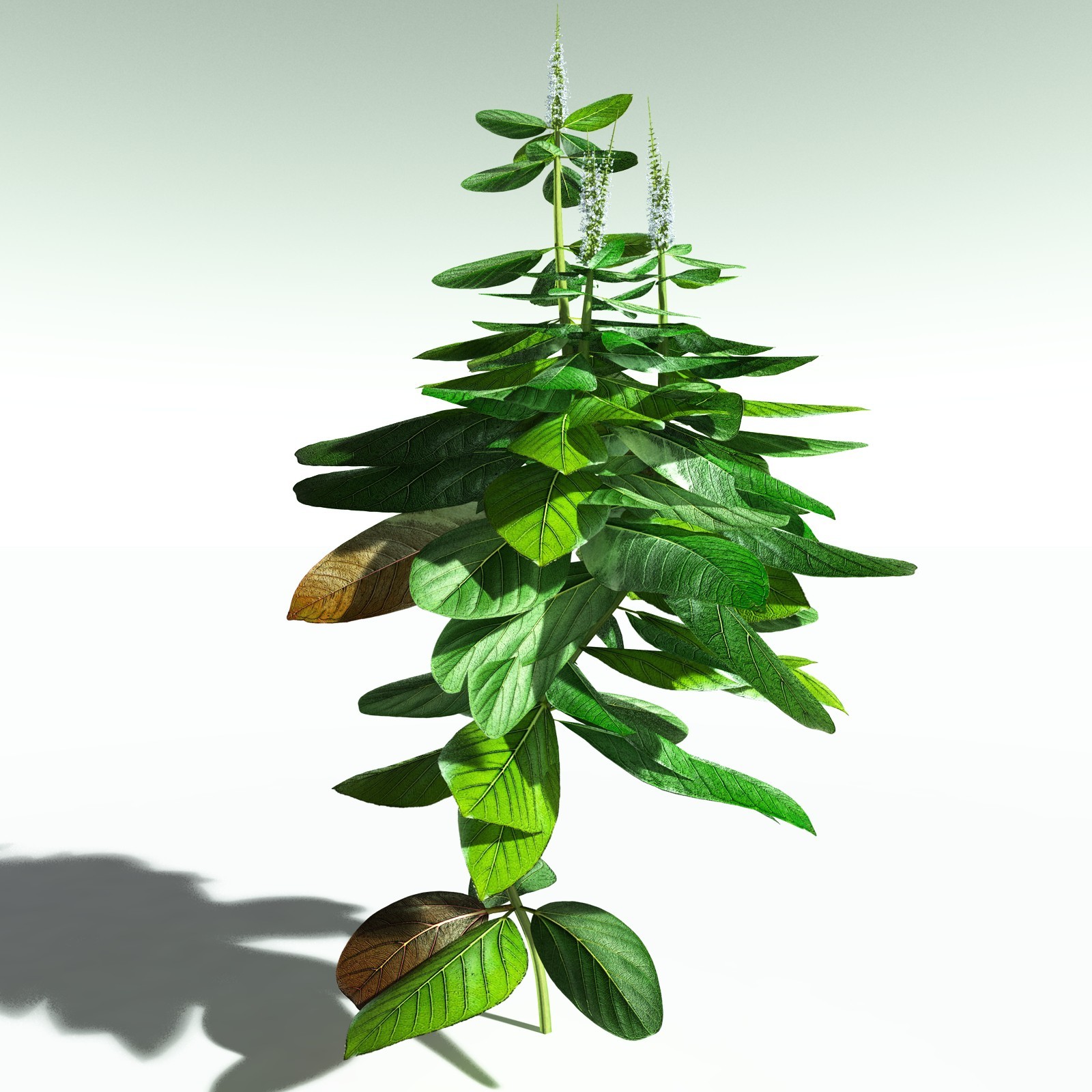 EVERYPlant Basil for Poser by N/A