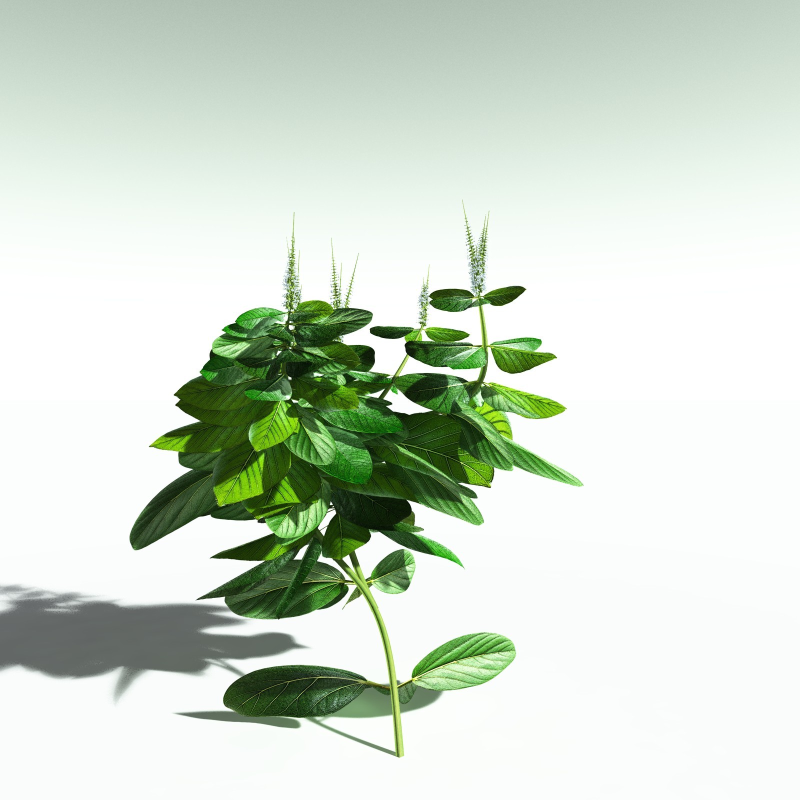 EVERYPlant Basil for Poser by N/A