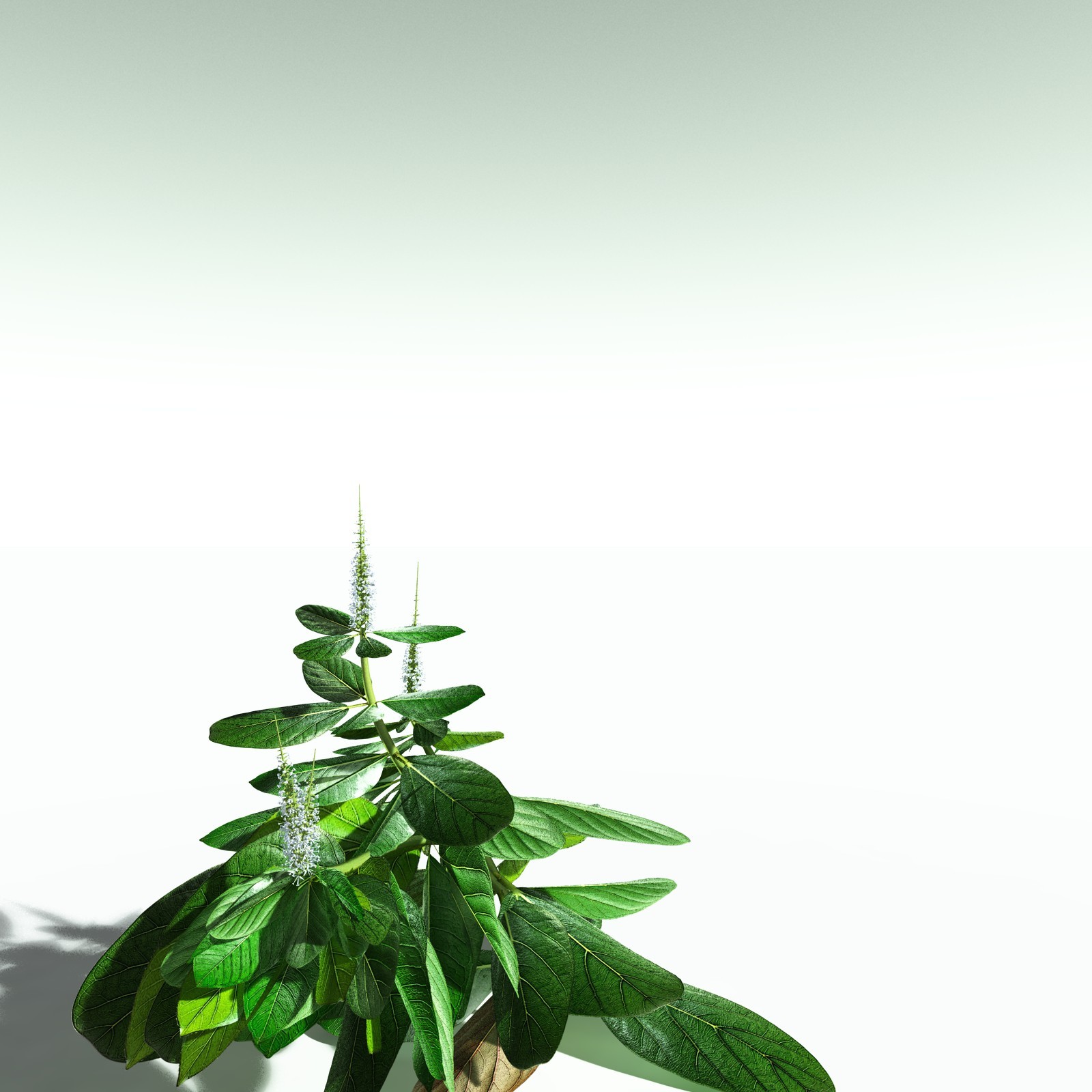 EVERYPlant Basil for Poser by N/A
